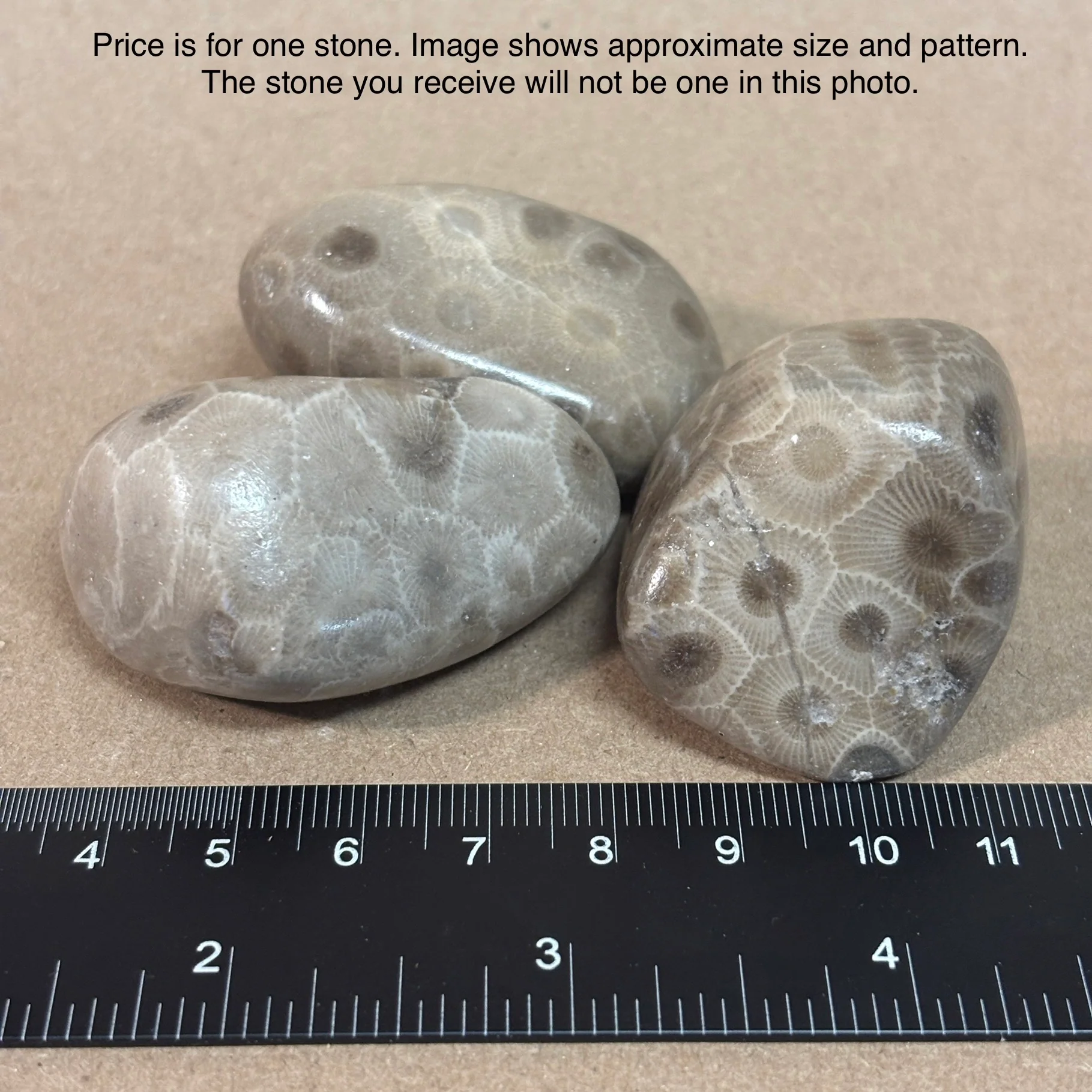 Fully Polished Petoskey Stone - Image 3
