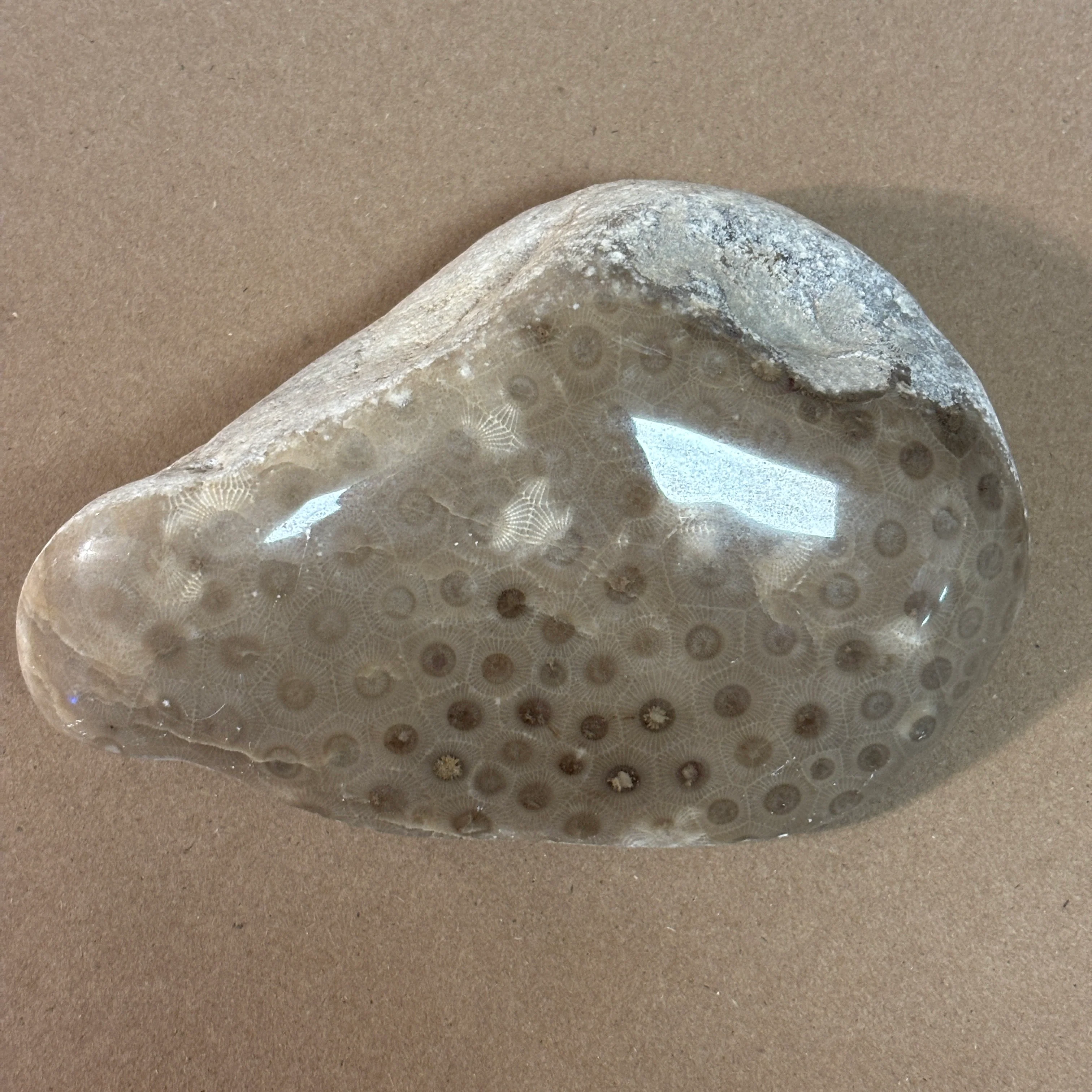 Partially Polished Petoskey Stone - Image 3