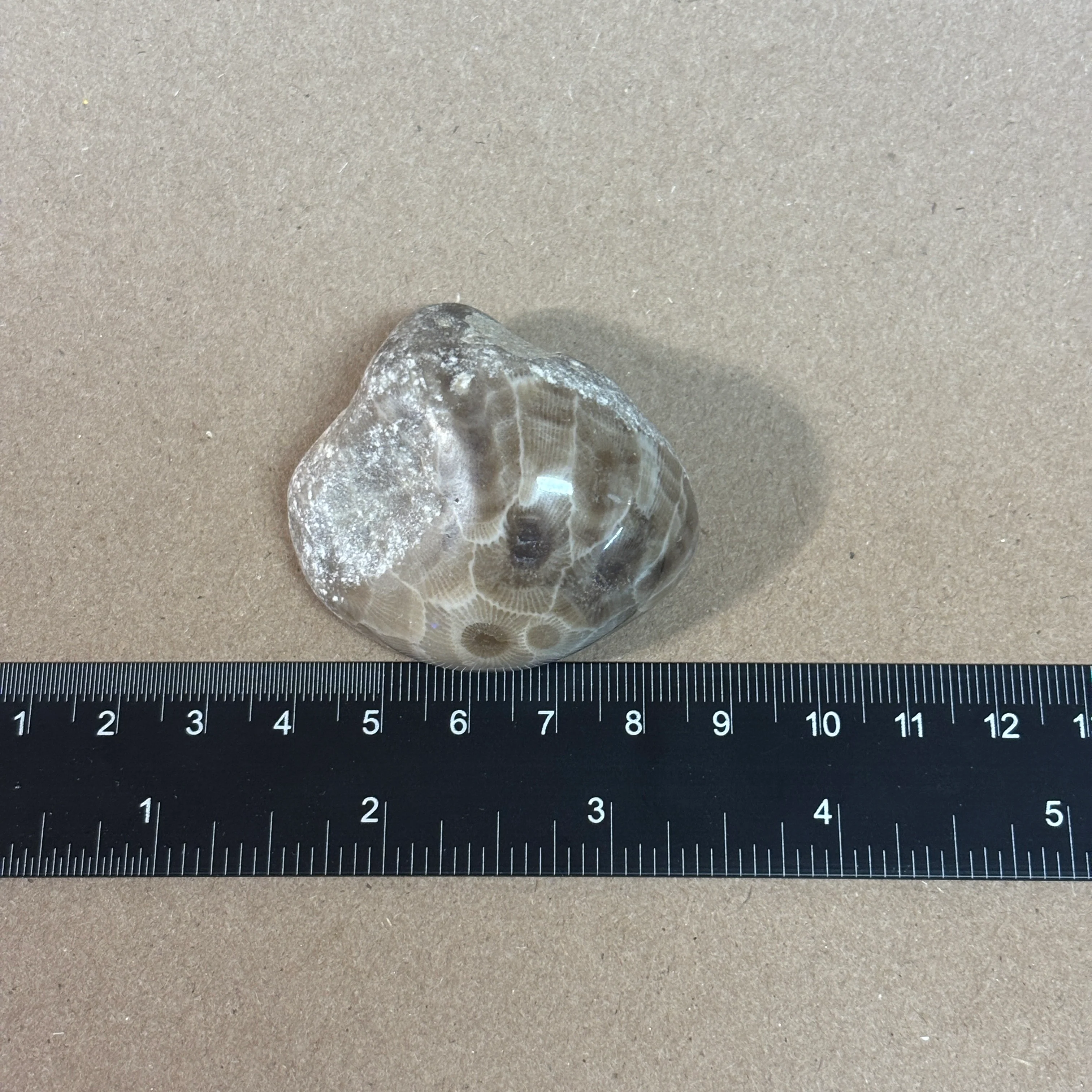Partially Polished Petoskey Stone - Image 4