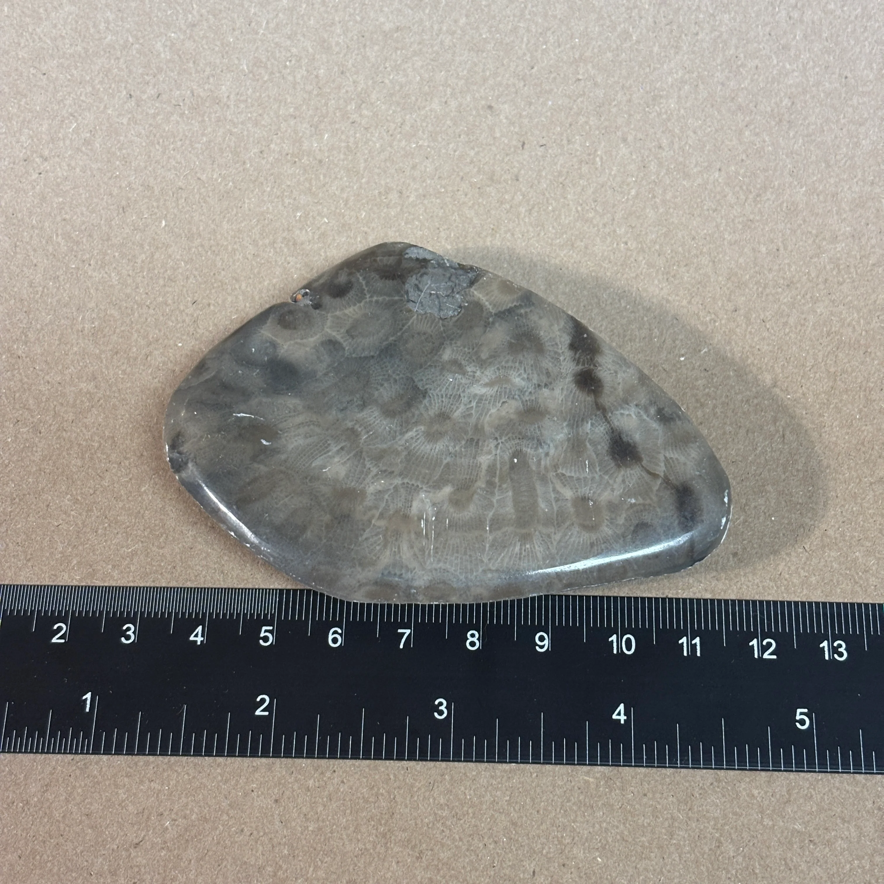 Partially Polished Petoskey Stone - Image 5