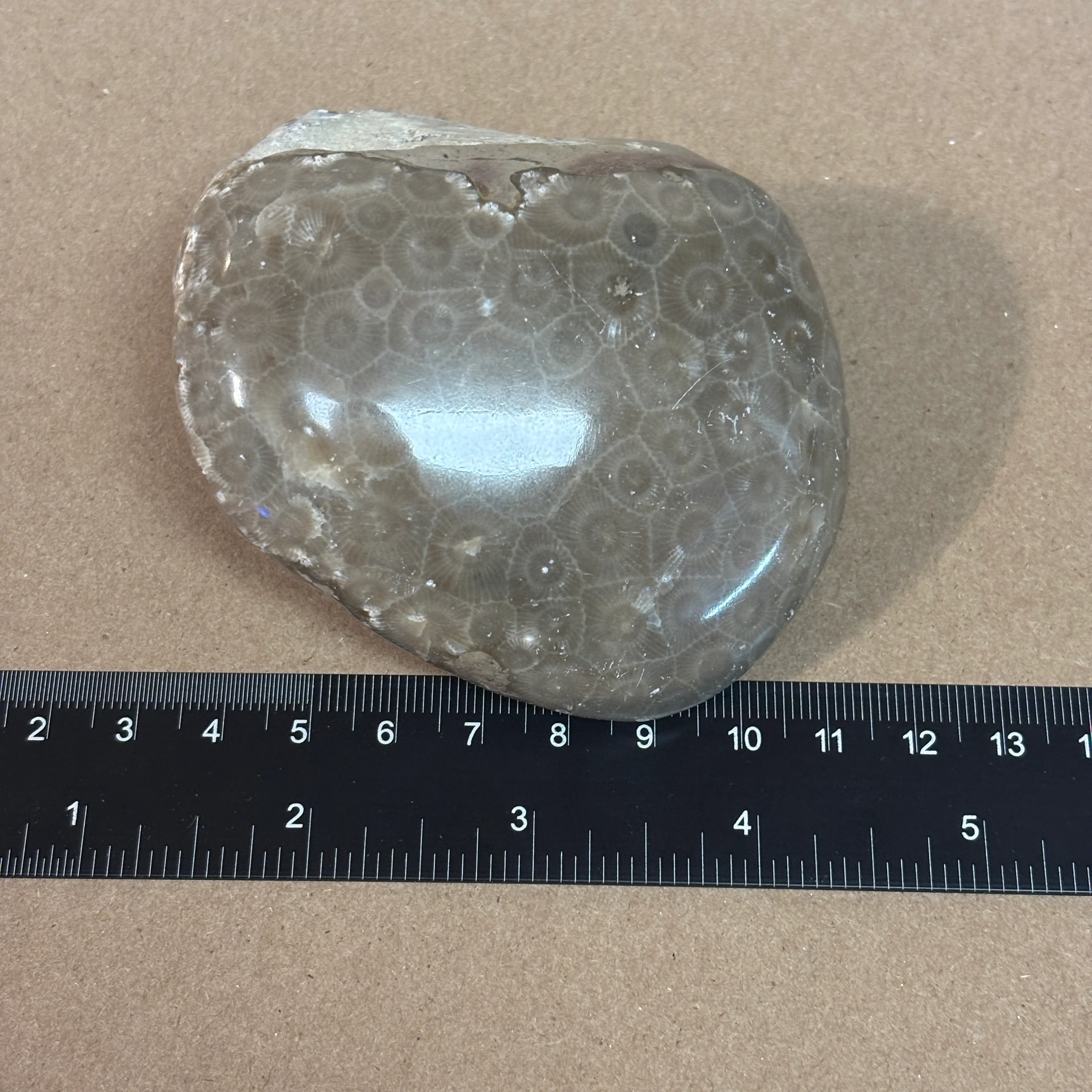 Partially Polished Petoskey Stone - Image 6