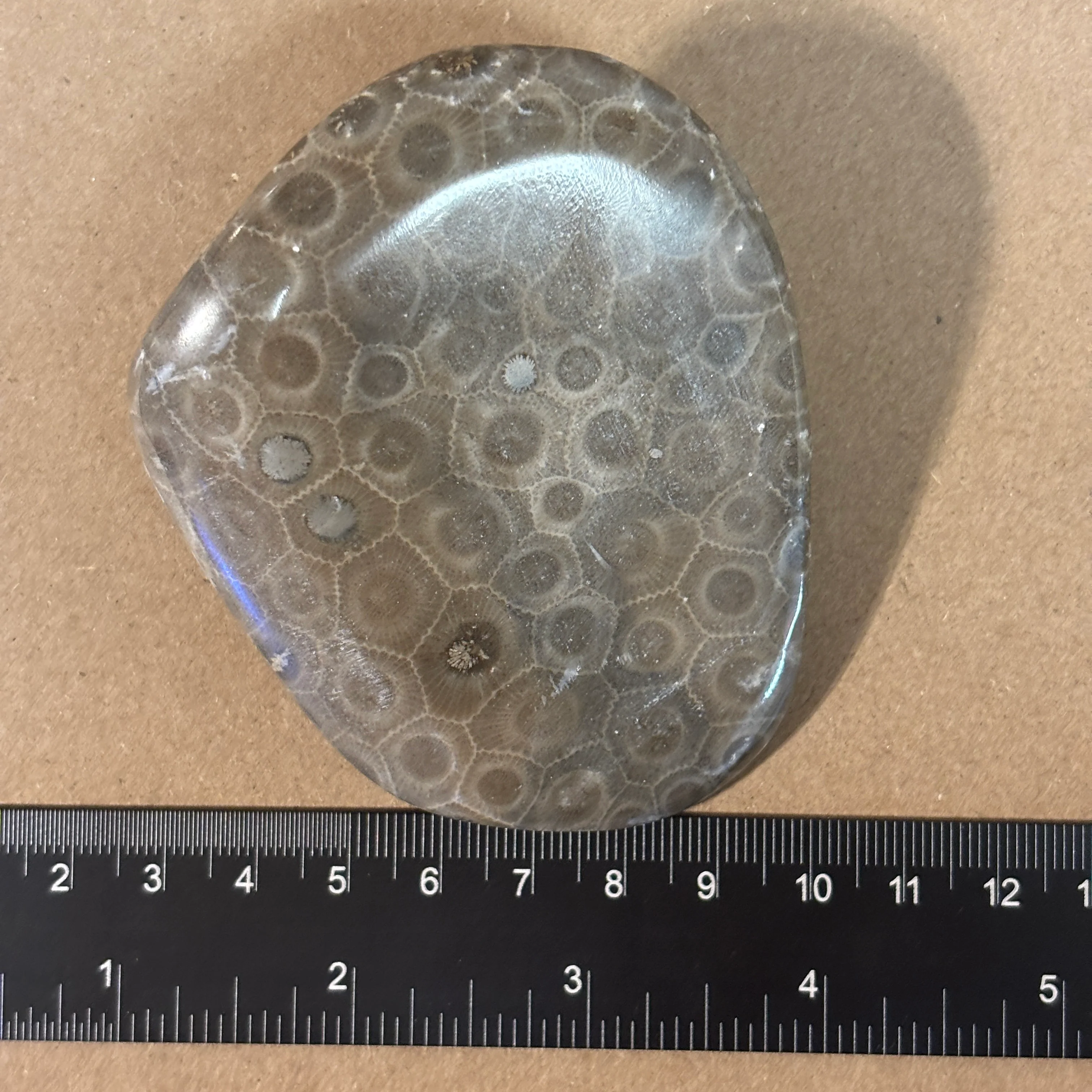 Partially Polished Petoskey Stone - Image 7