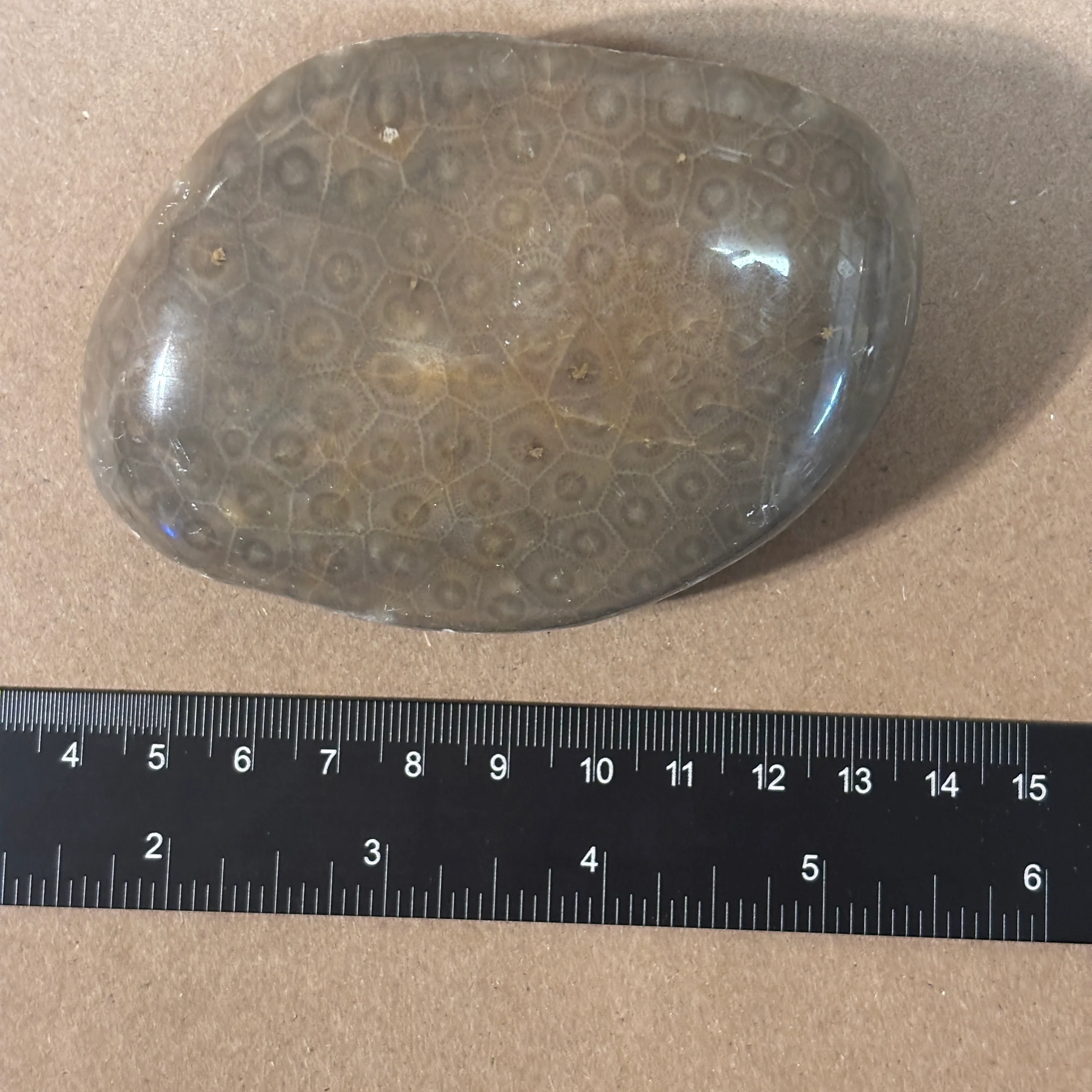 Partially Polished Petoskey Stone - Image 8
