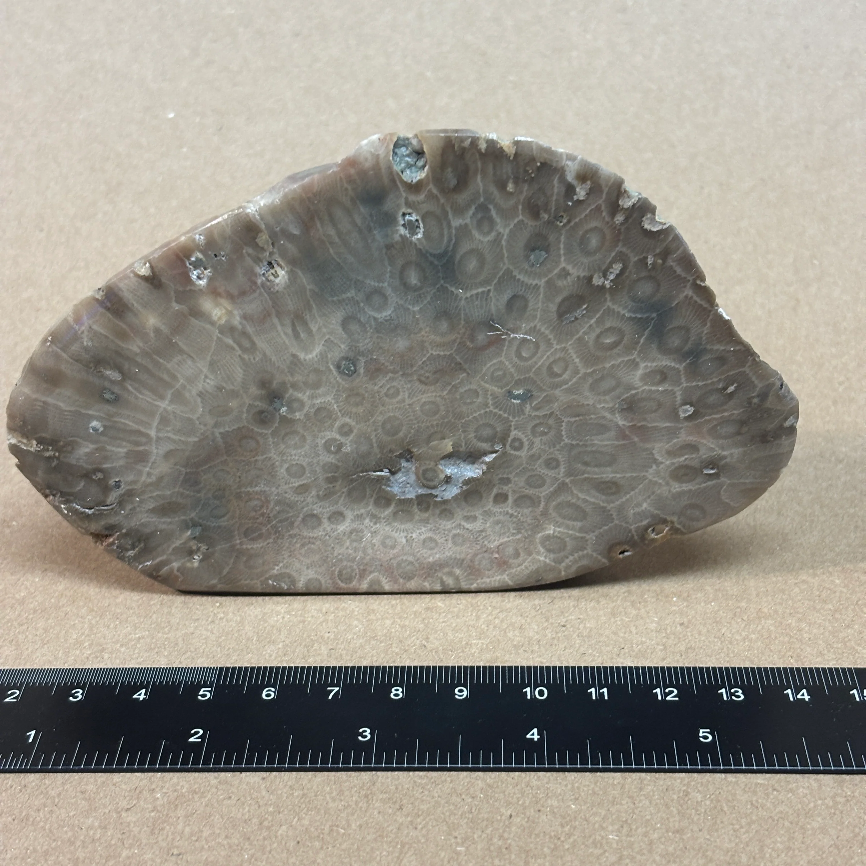 Partially Polished Petoskey Stone - Image 9