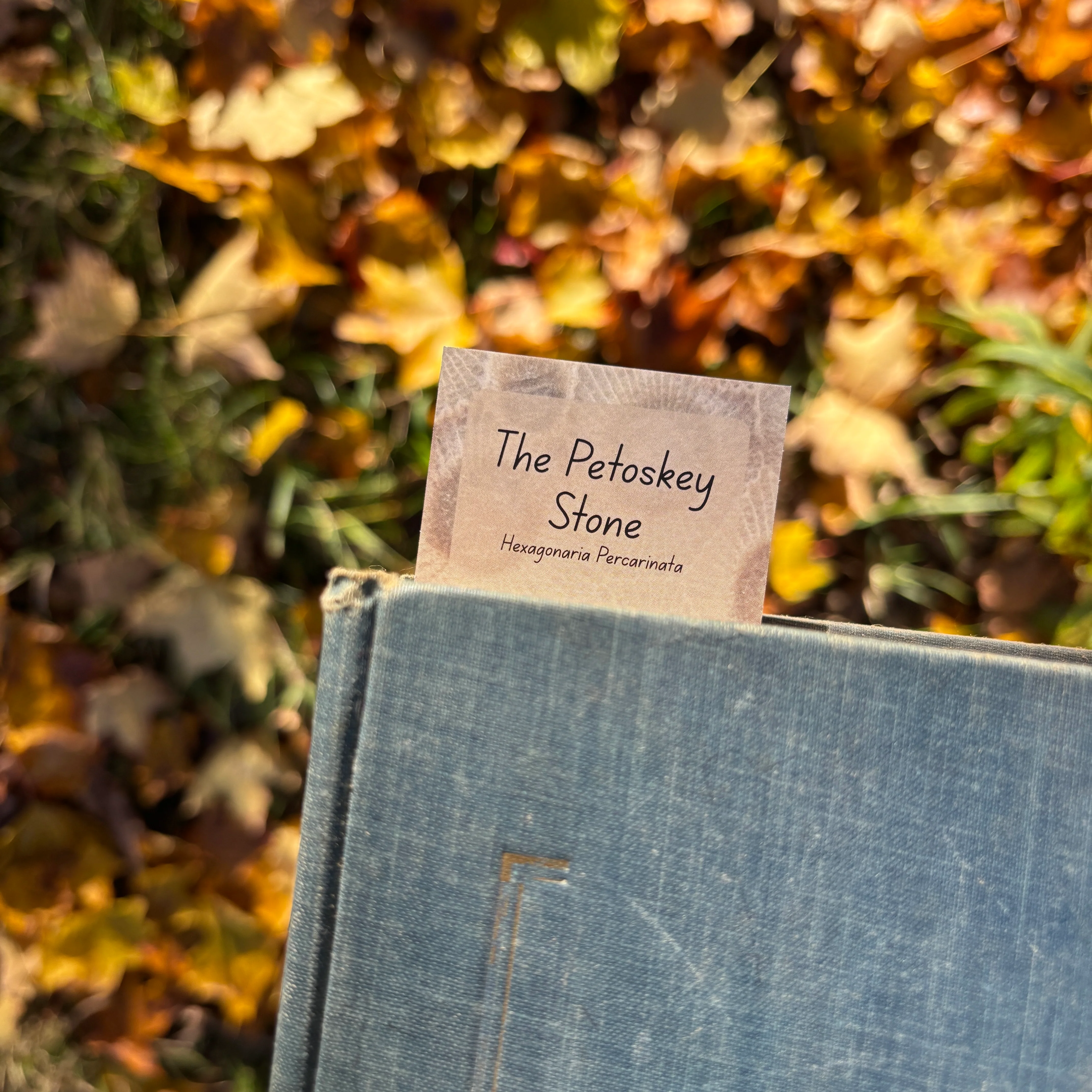 Petoskey Stone Bookmark - Image 4