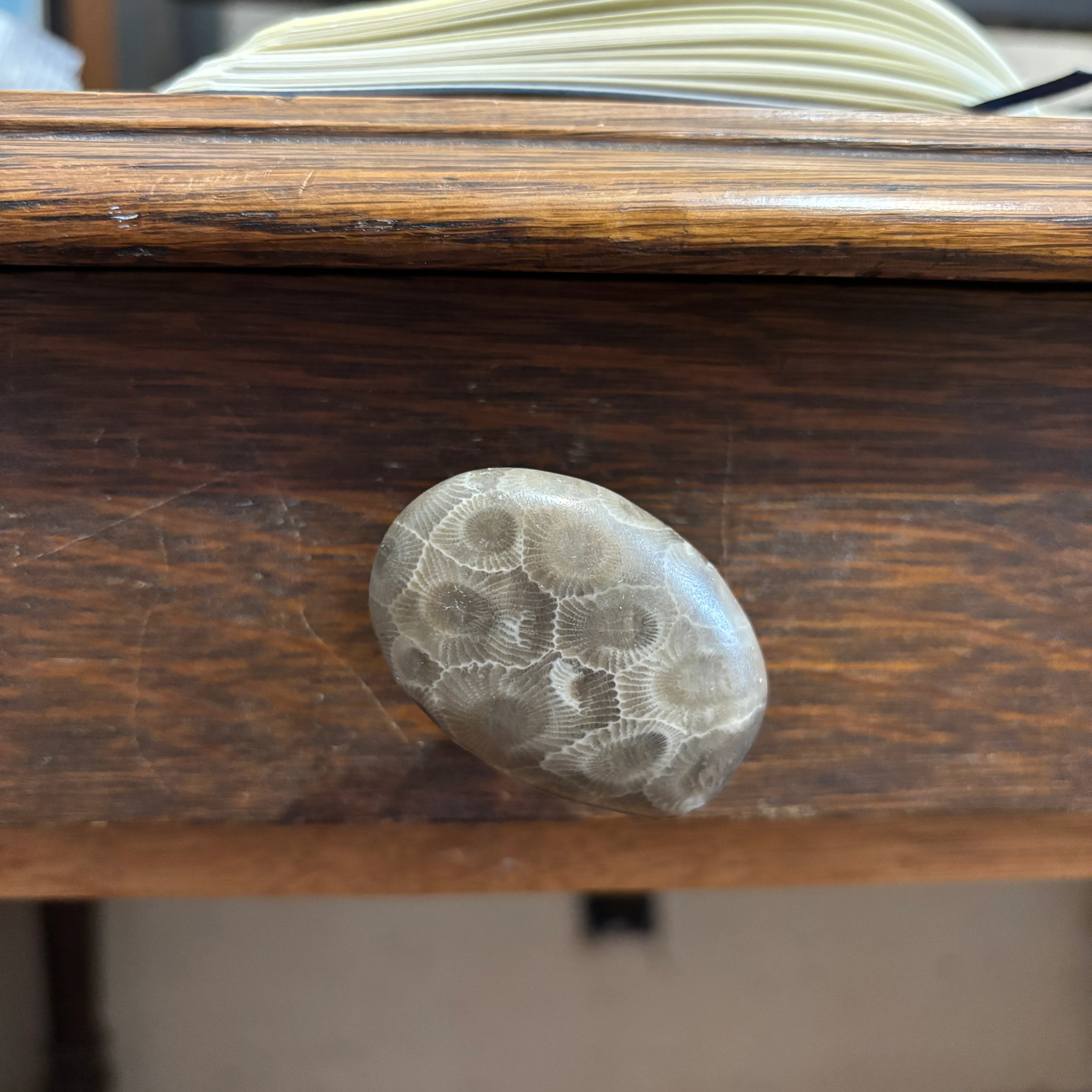 Petoskey Stone Cabinet Knob in Polished Natural Shape - Image 4