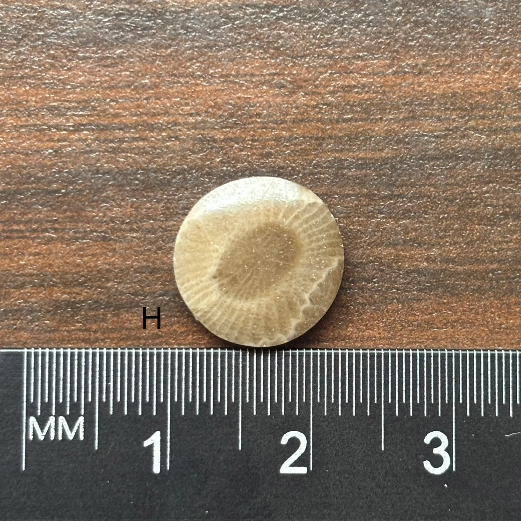 Petoskey Stone Cabochon 12mm Round - Image 10