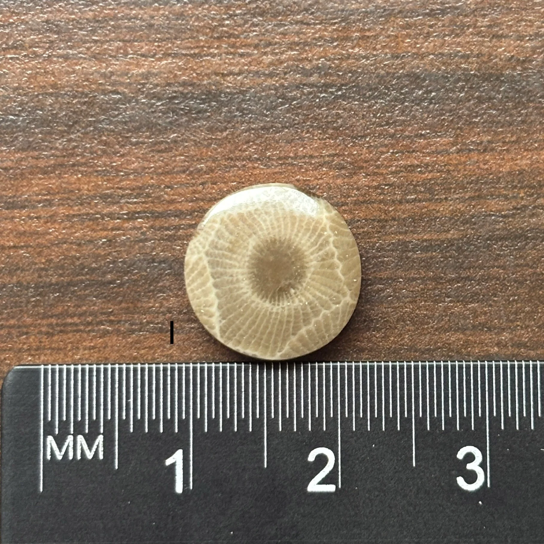 Petoskey Stone Cabochon 12mm Round - Image 11