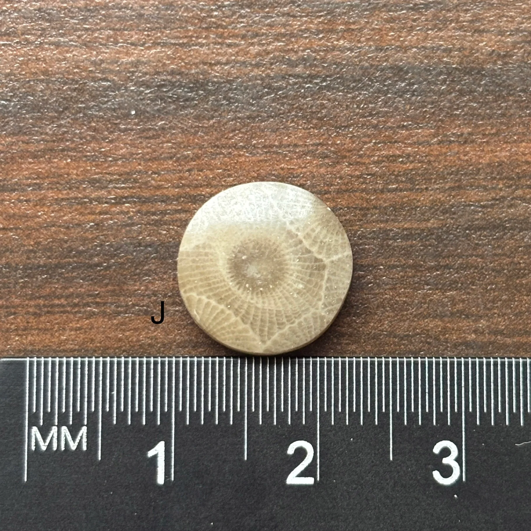 Petoskey Stone Cabochon 12mm Round - Image 12