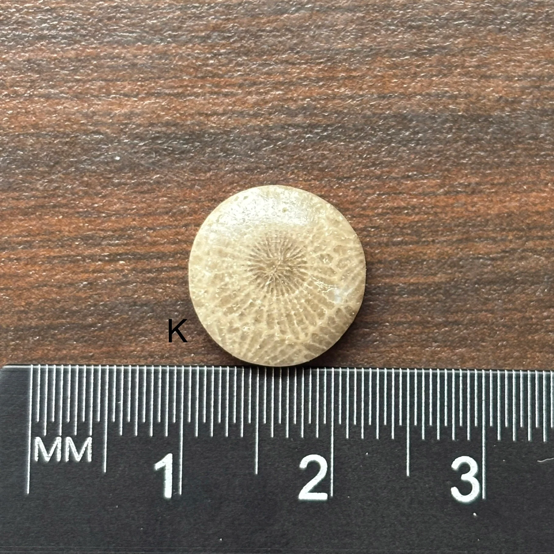 Petoskey Stone Cabochon 12mm Round - Image 13