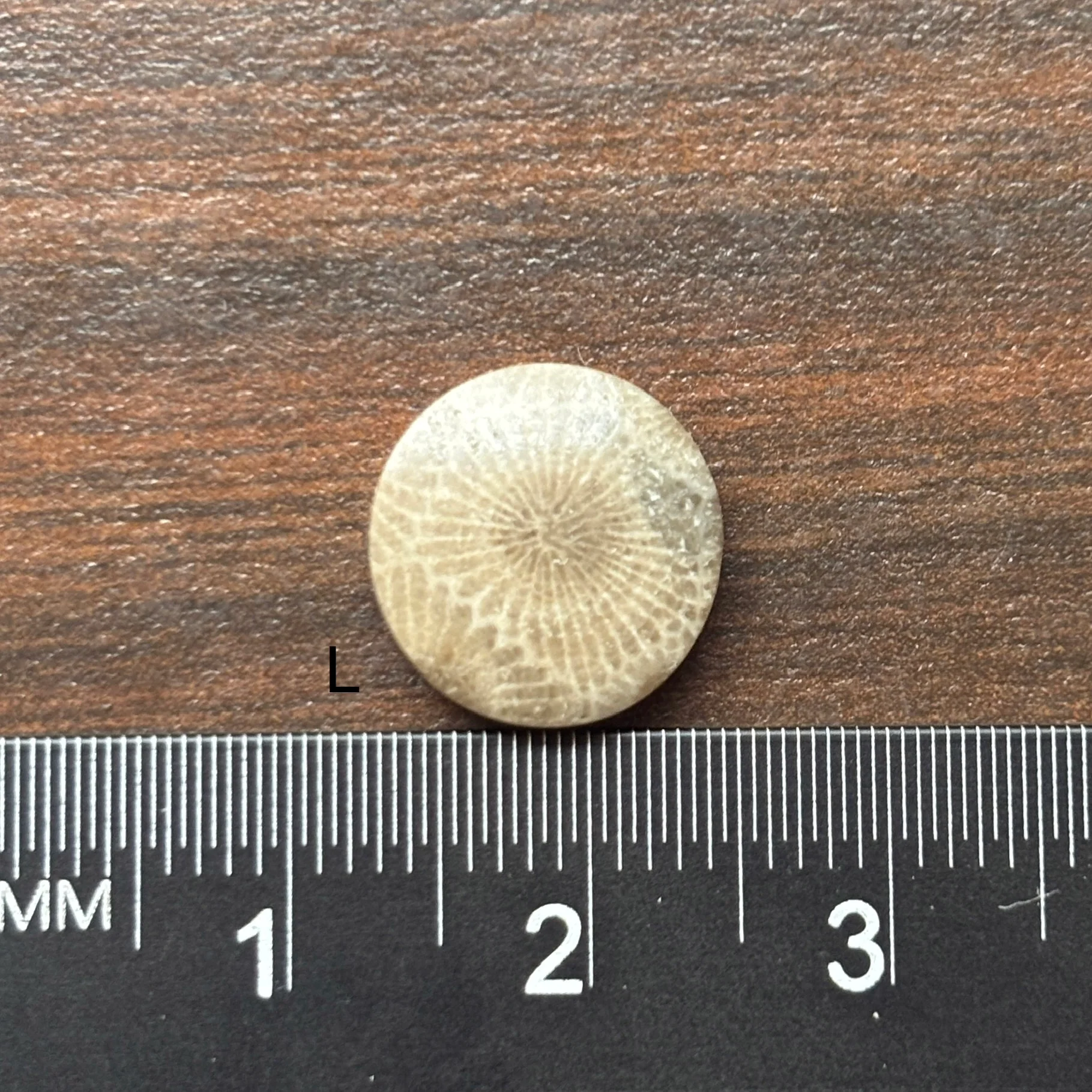 Petoskey Stone Cabochon 12mm Round - Image 14