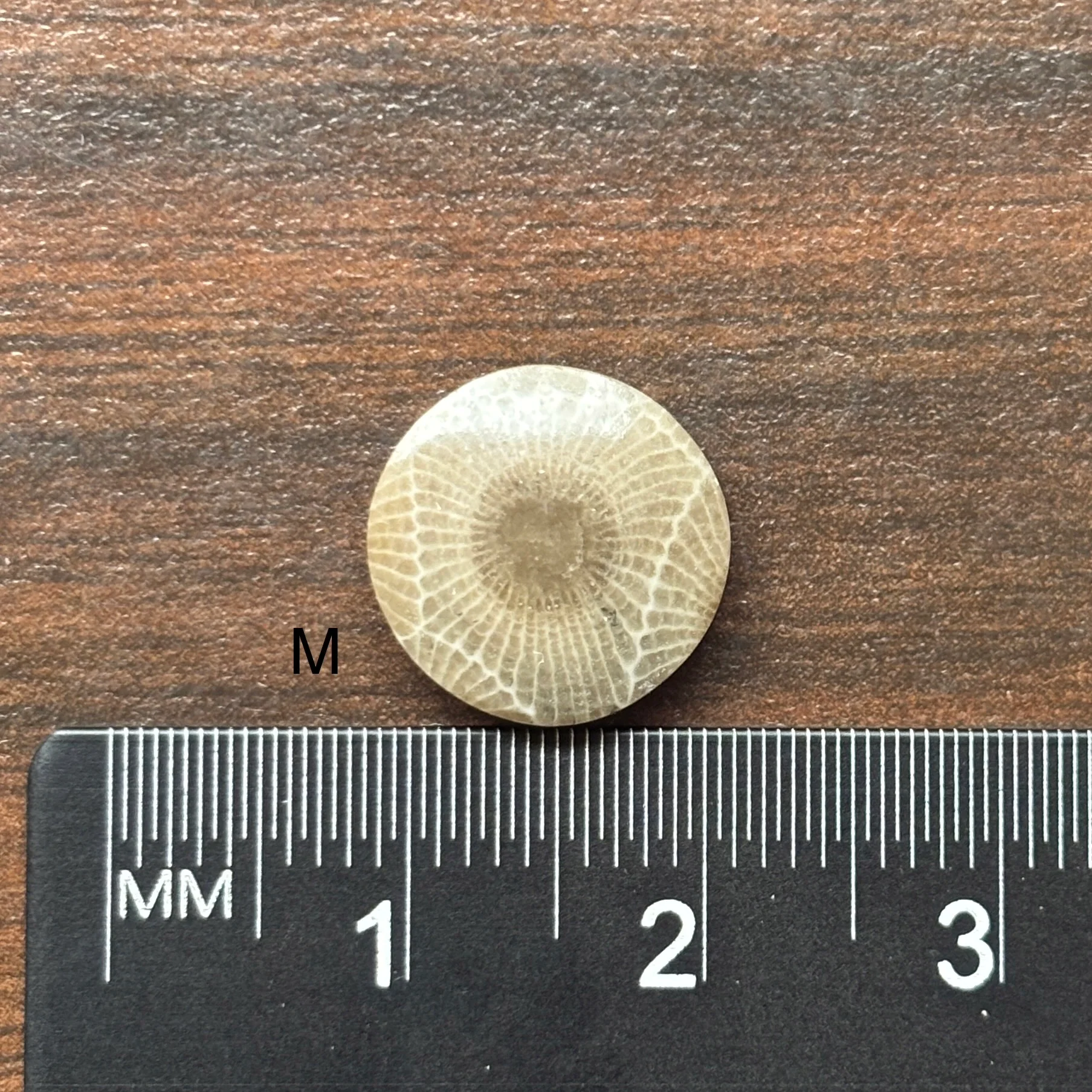 Petoskey Stone Cabochon 12mm Round - Image 15