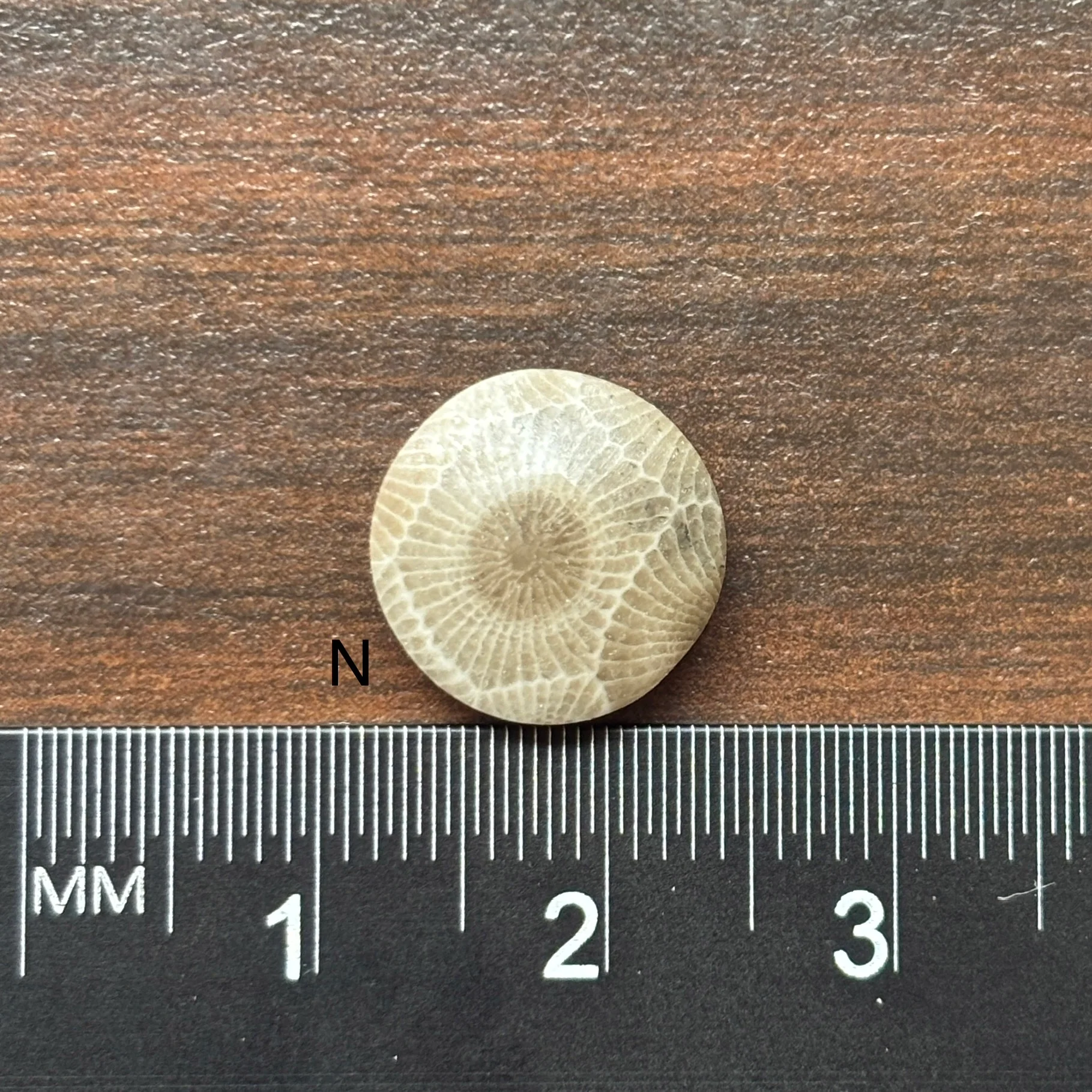 Petoskey Stone Cabochon 12mm Round - Image 16