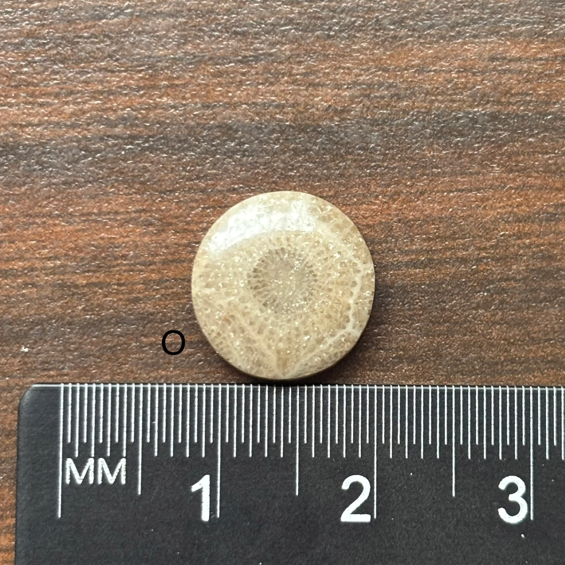 Petoskey Stone Cabochon 12mm Round - Image 17