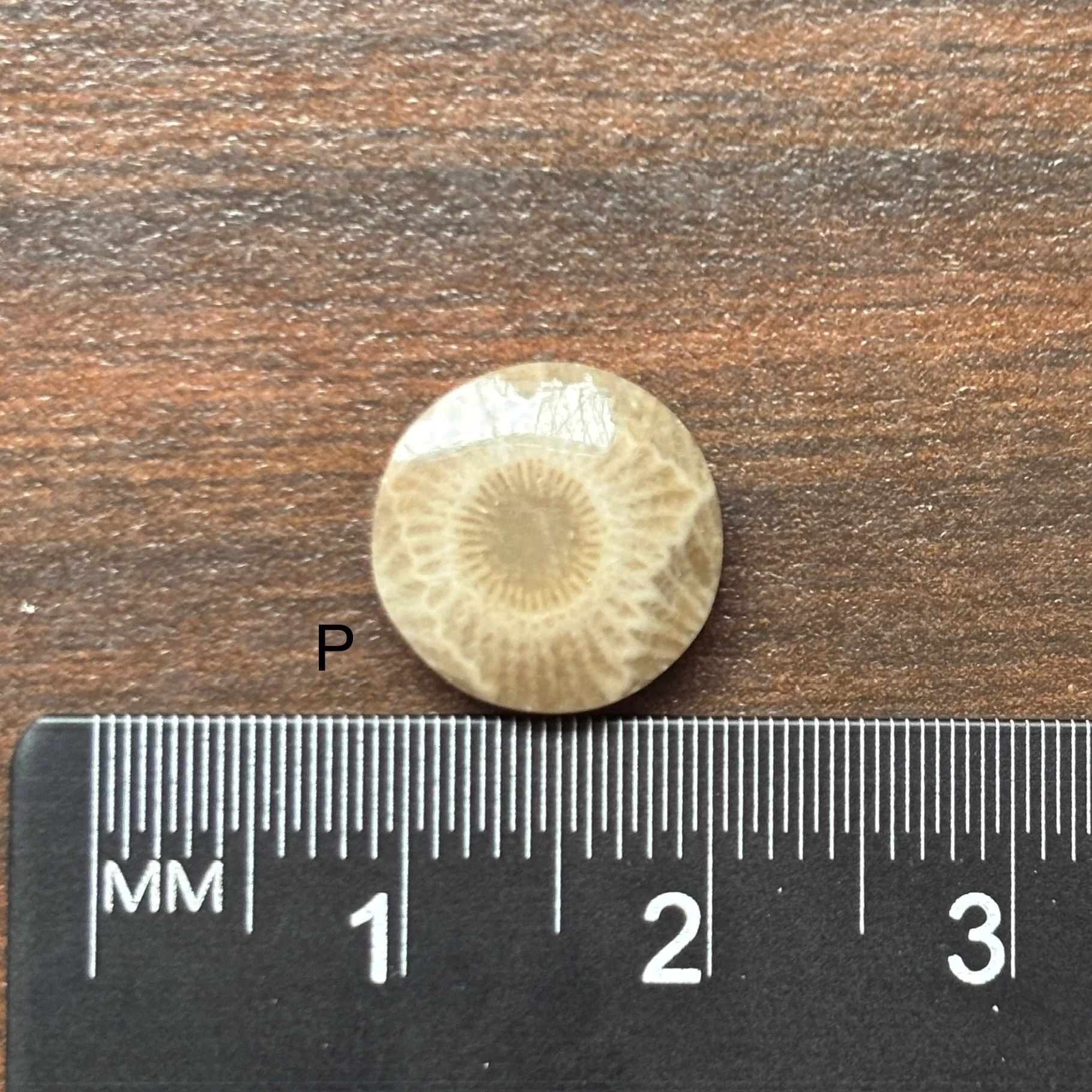 Petoskey Stone Cabochon 12mm Round - Image 18