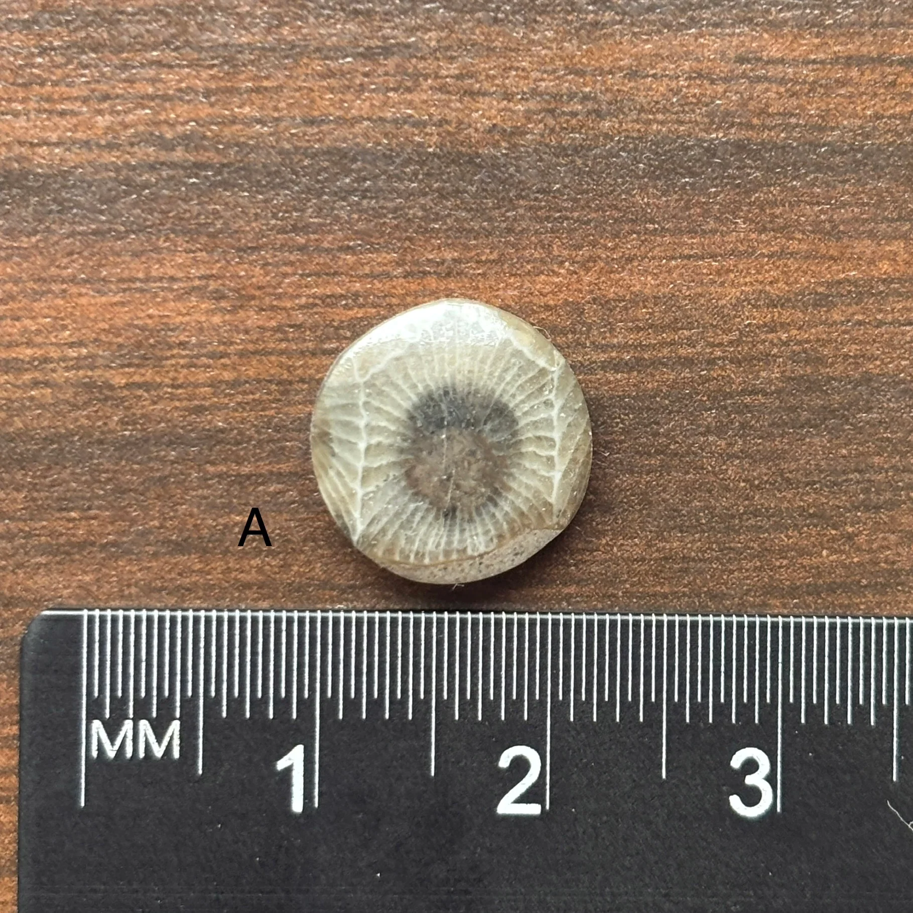 Petoskey Stone Cabochon 12mm Round - Image 3