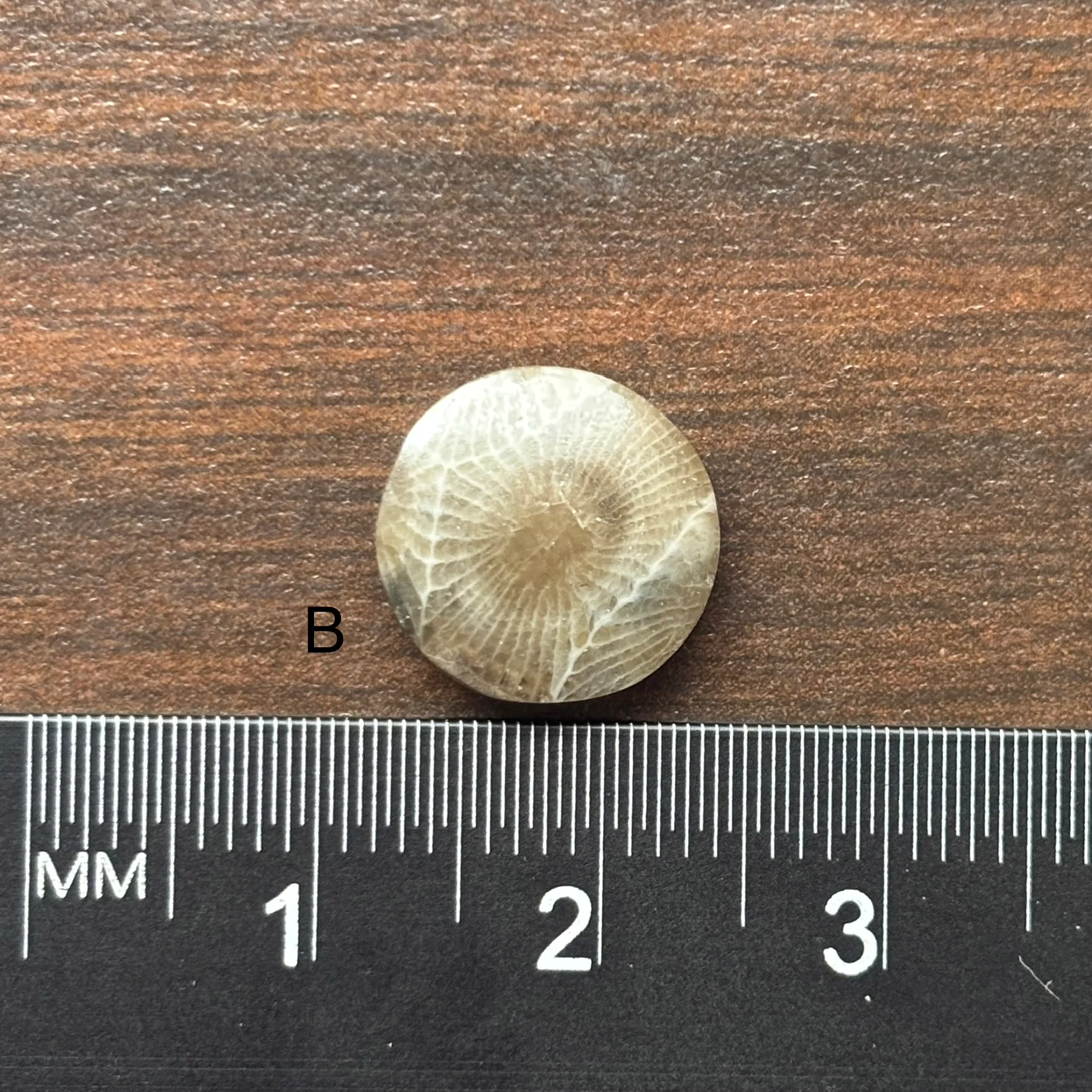 Petoskey Stone Cabochon 12mm Round - Image 4