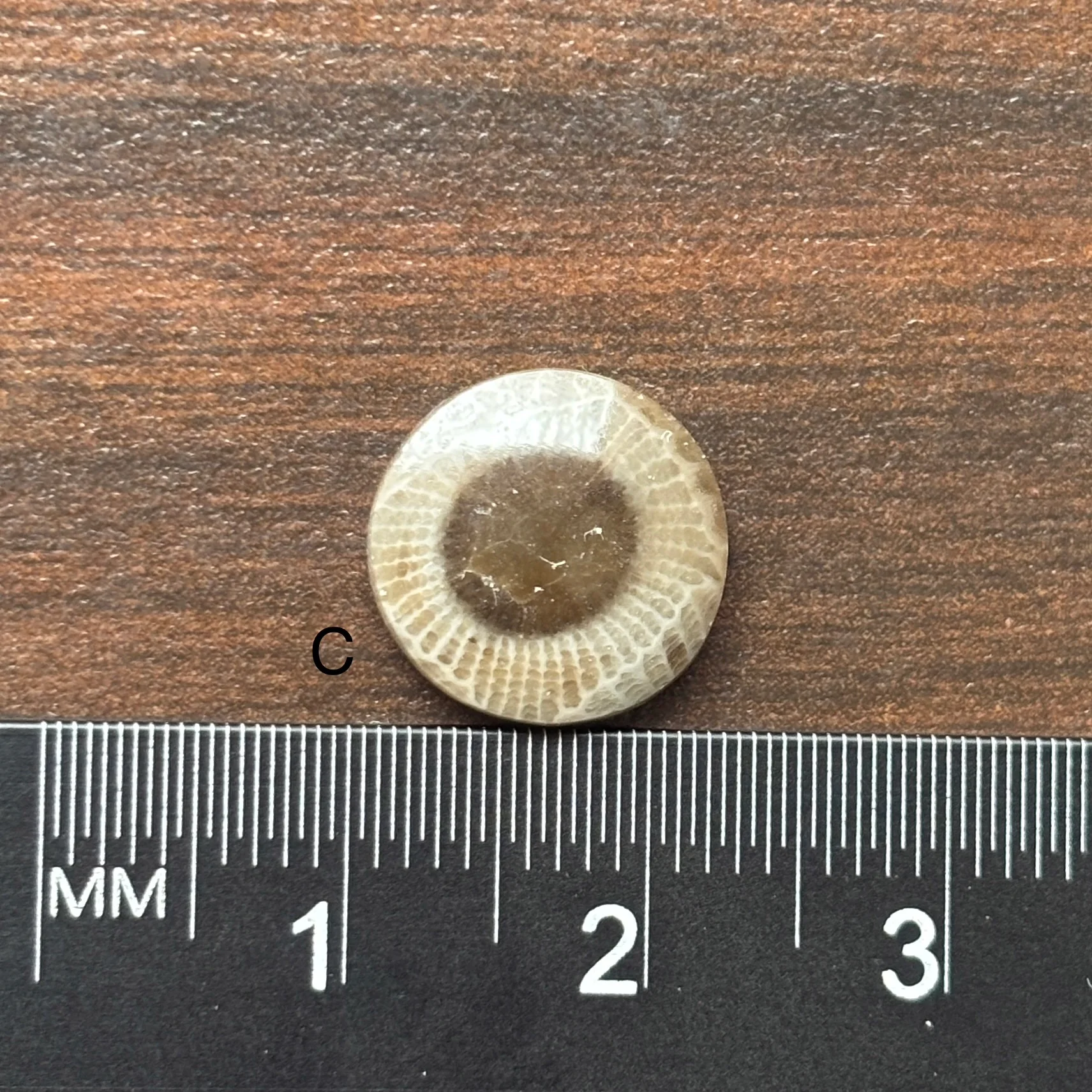 Petoskey Stone Cabochon 12mm Round - Image 5