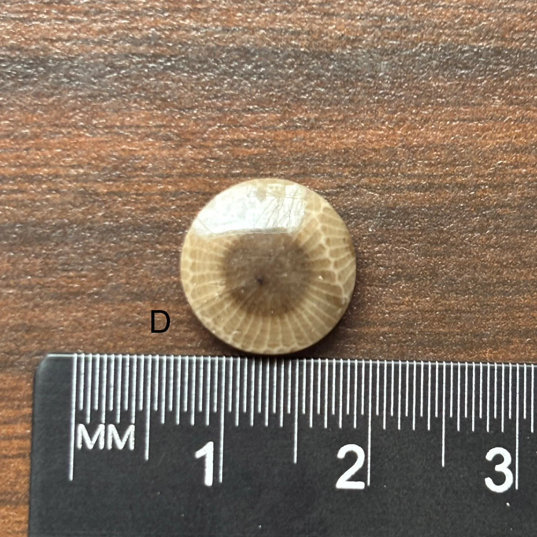 Petoskey Stone Cabochon 12mm Round - Image 6