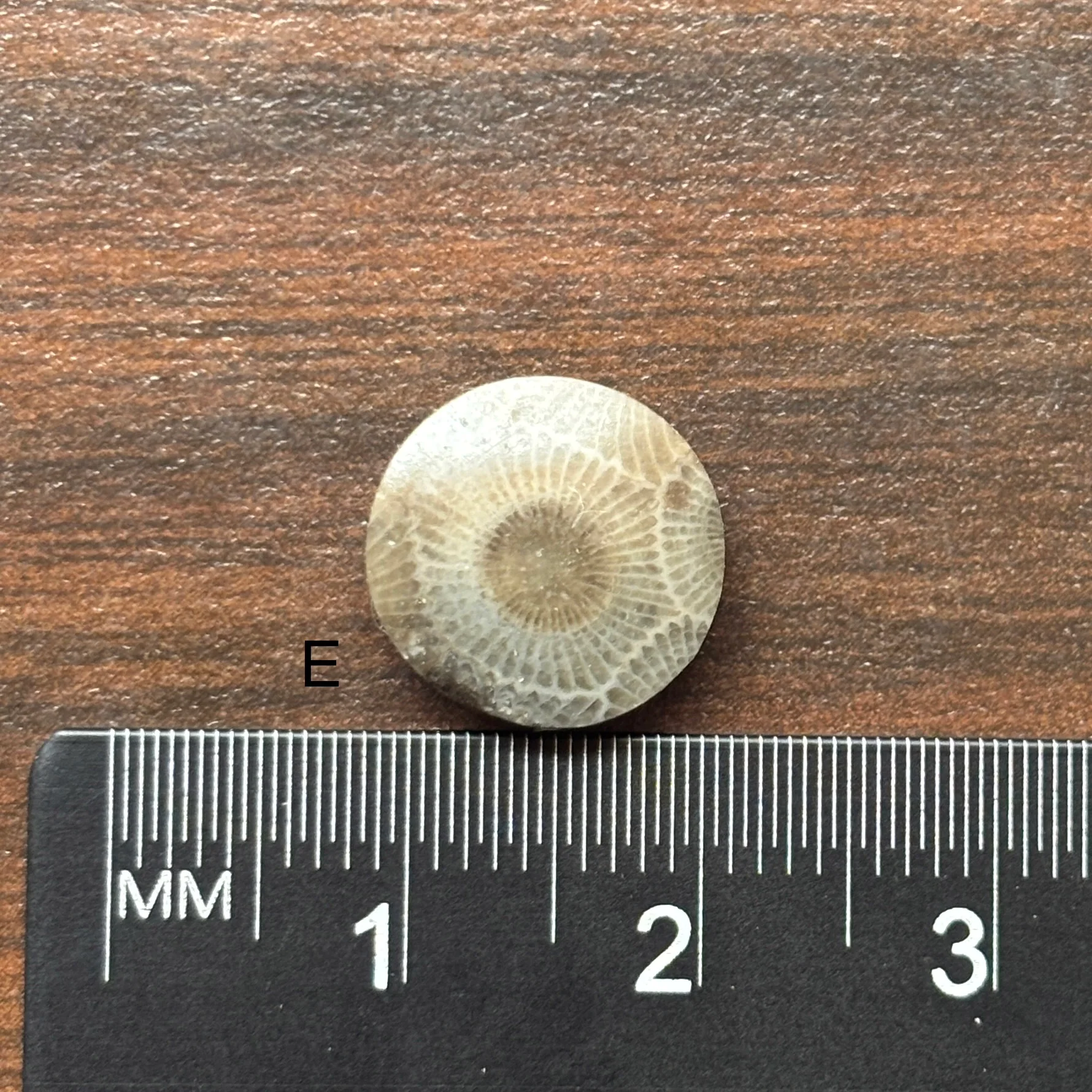 Petoskey Stone Cabochon 12mm Round - Image 7