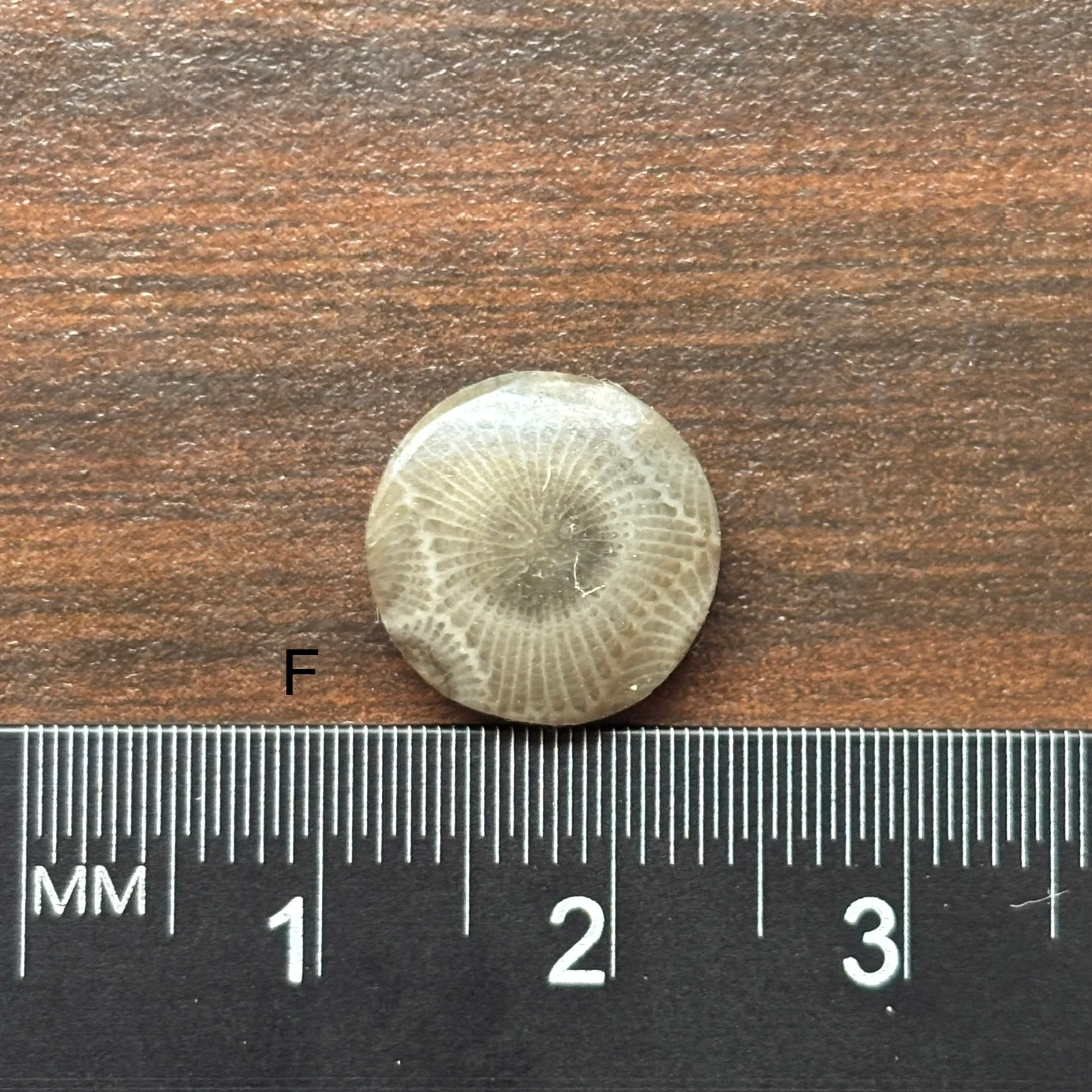 Petoskey Stone Cabochon 12mm Round - Image 8
