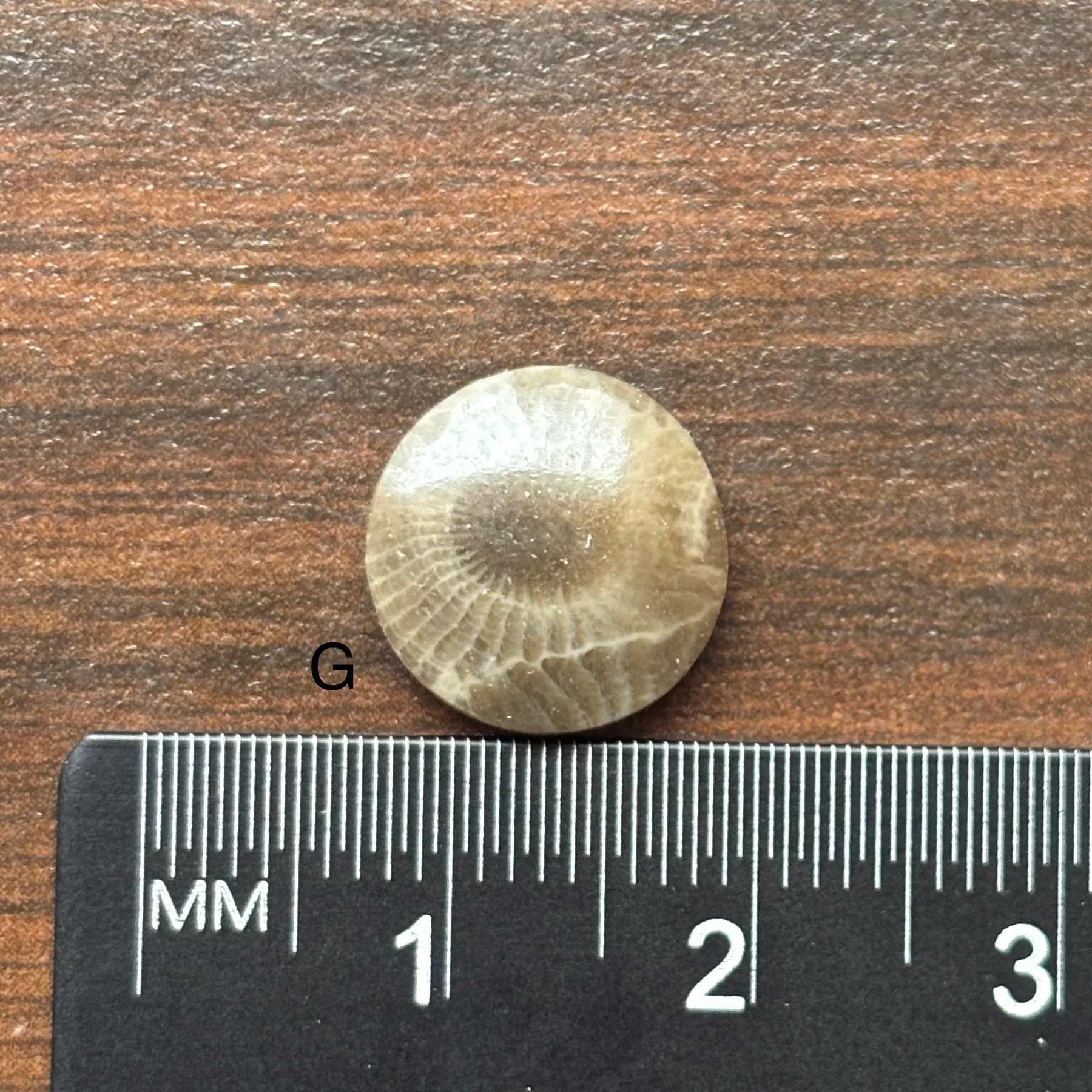 Petoskey Stone Cabochon 12mm Round - Image 9