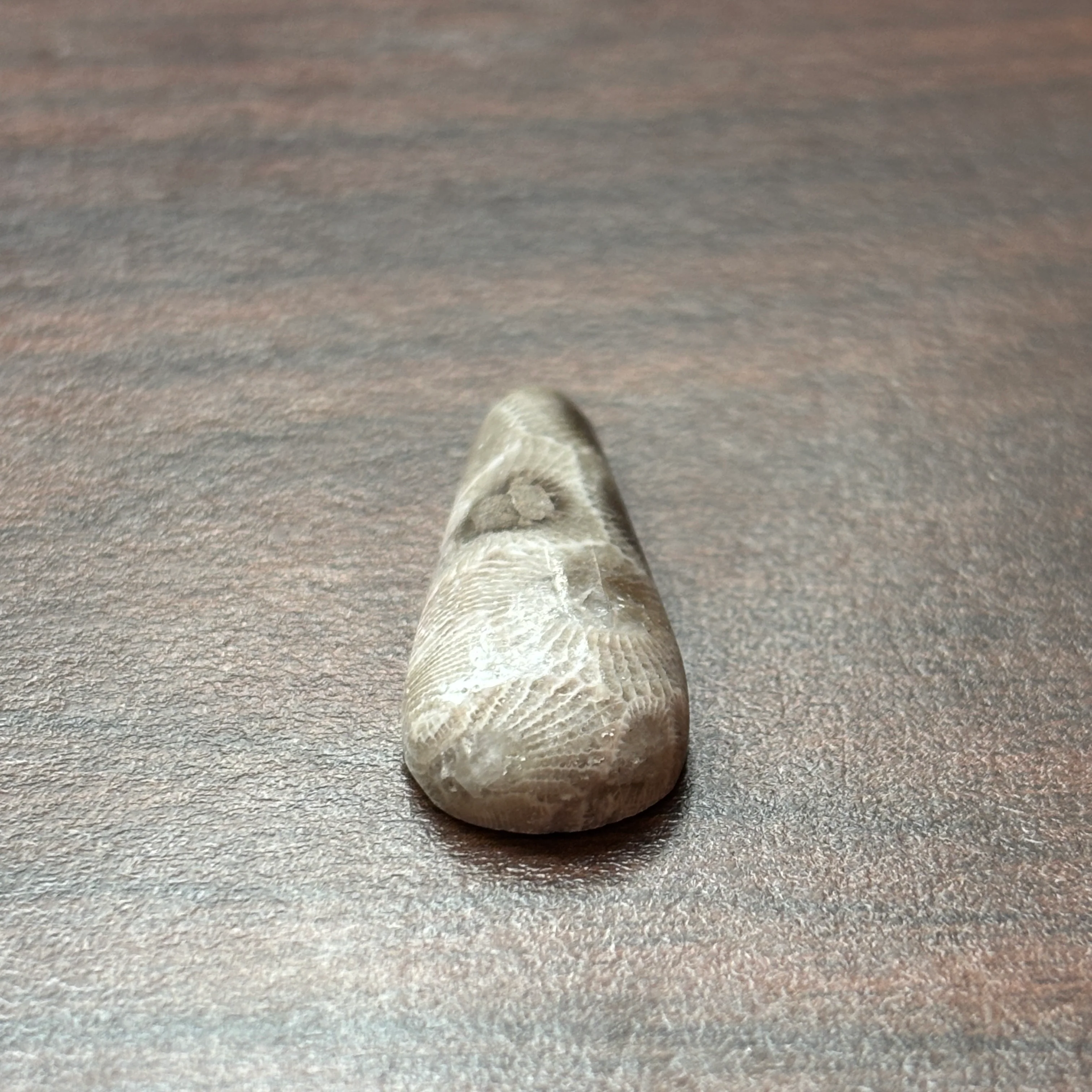 Petoskey Stone Cabochon 14mm x 32mm Teardrop - Image 3