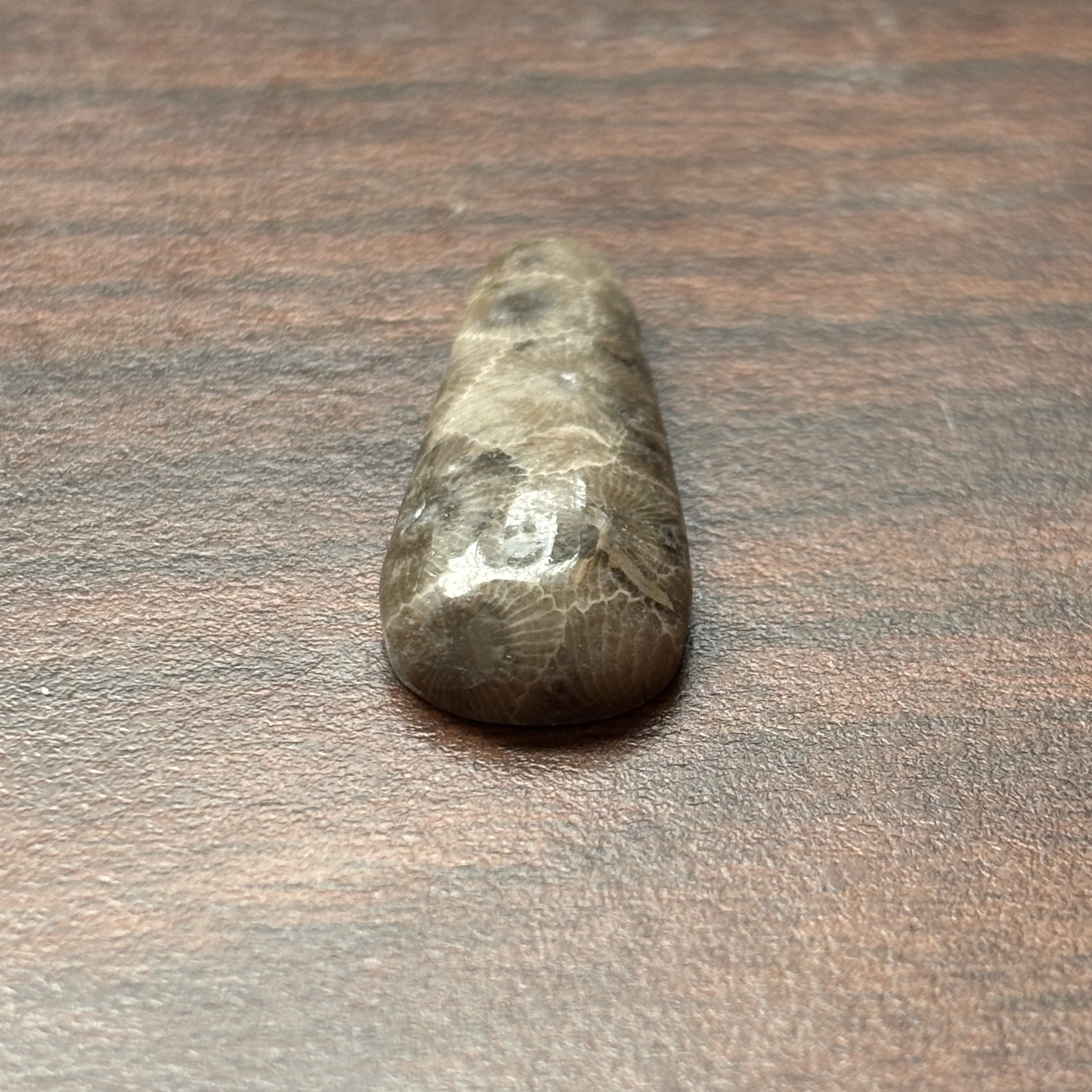 Petoskey Stone Cabochon 14mm x 37mm Teardrop - Image 3