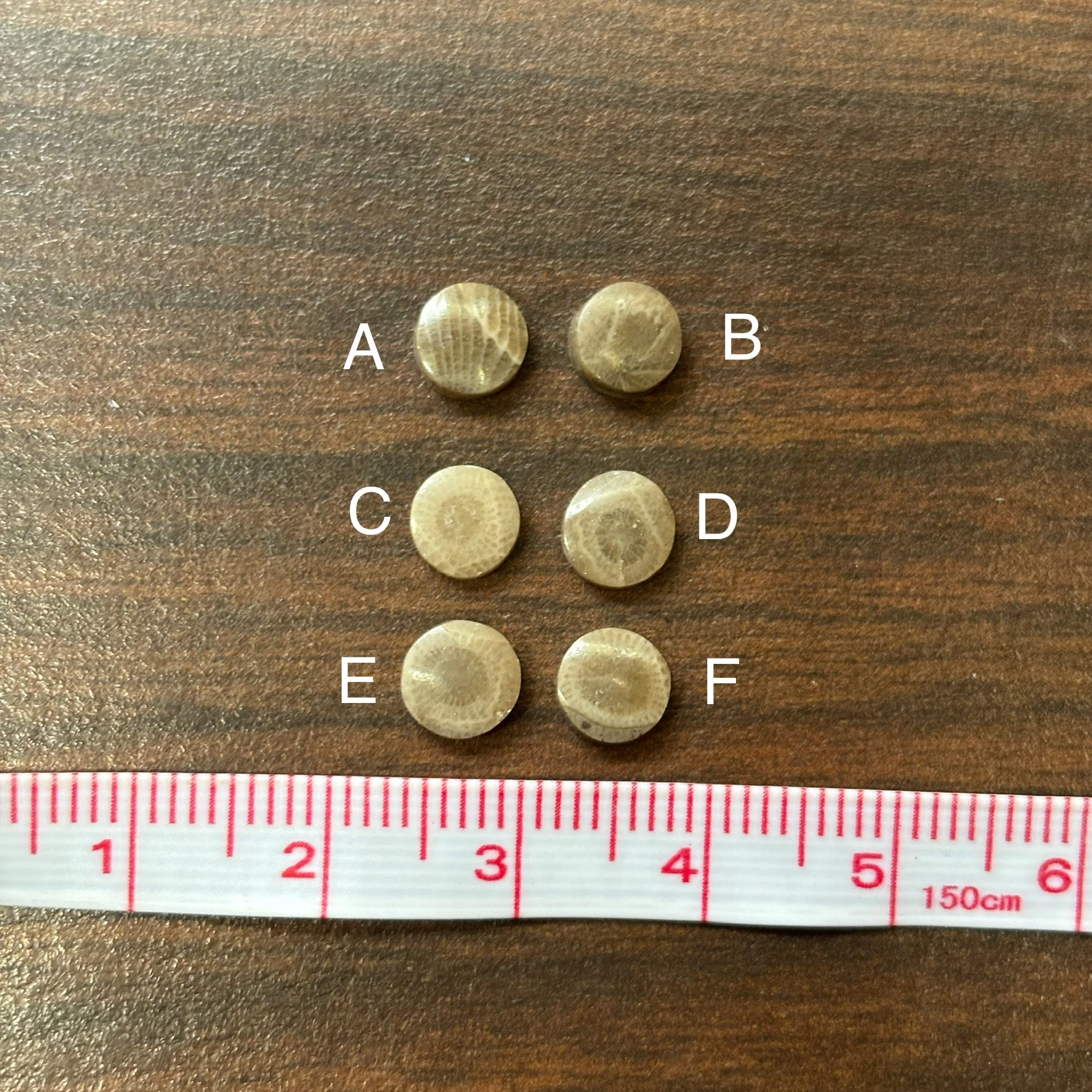 Petoskey Stone Cabochon 6mm Round - Image 3