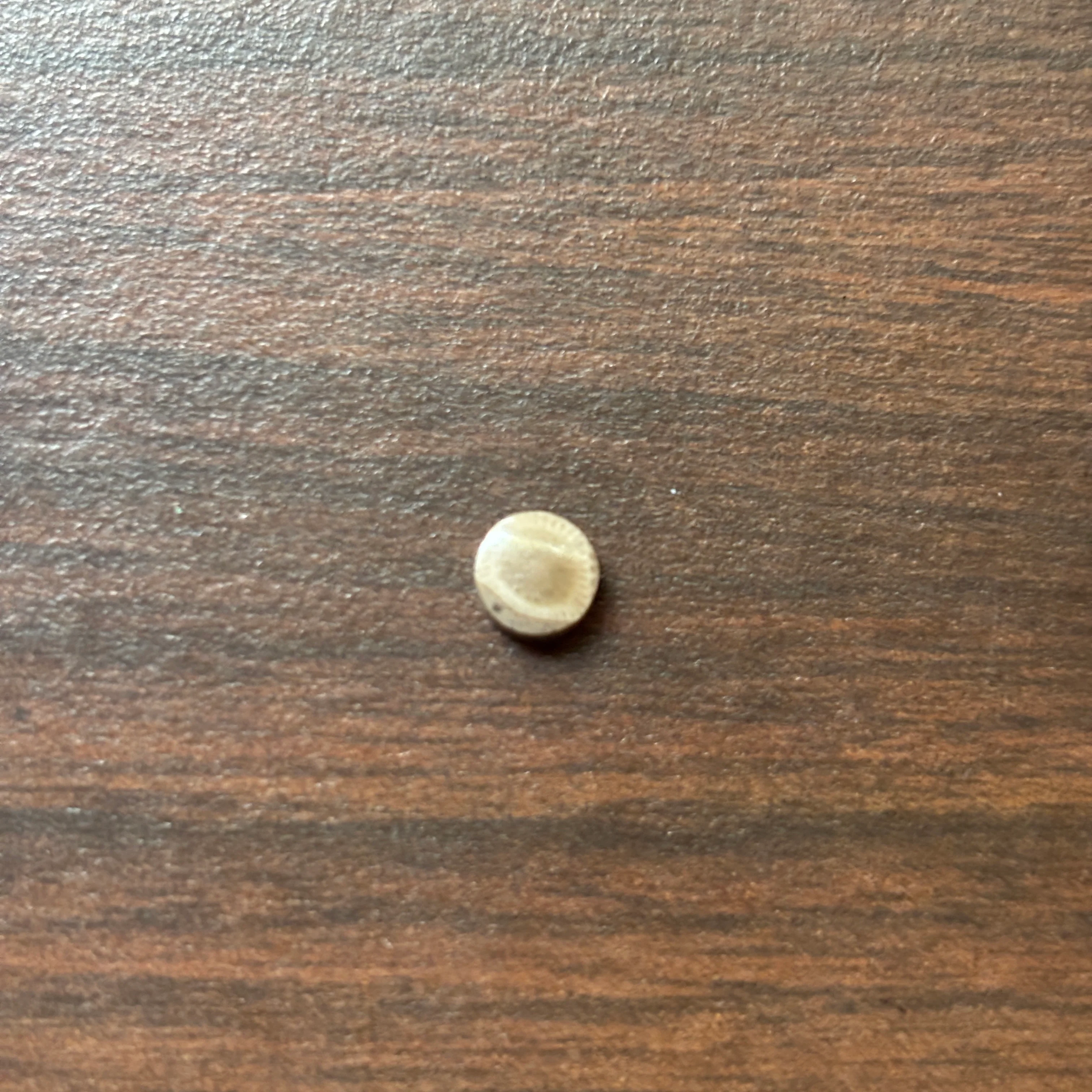 Petoskey Stone Cabochon 6mm Round - Image 4
