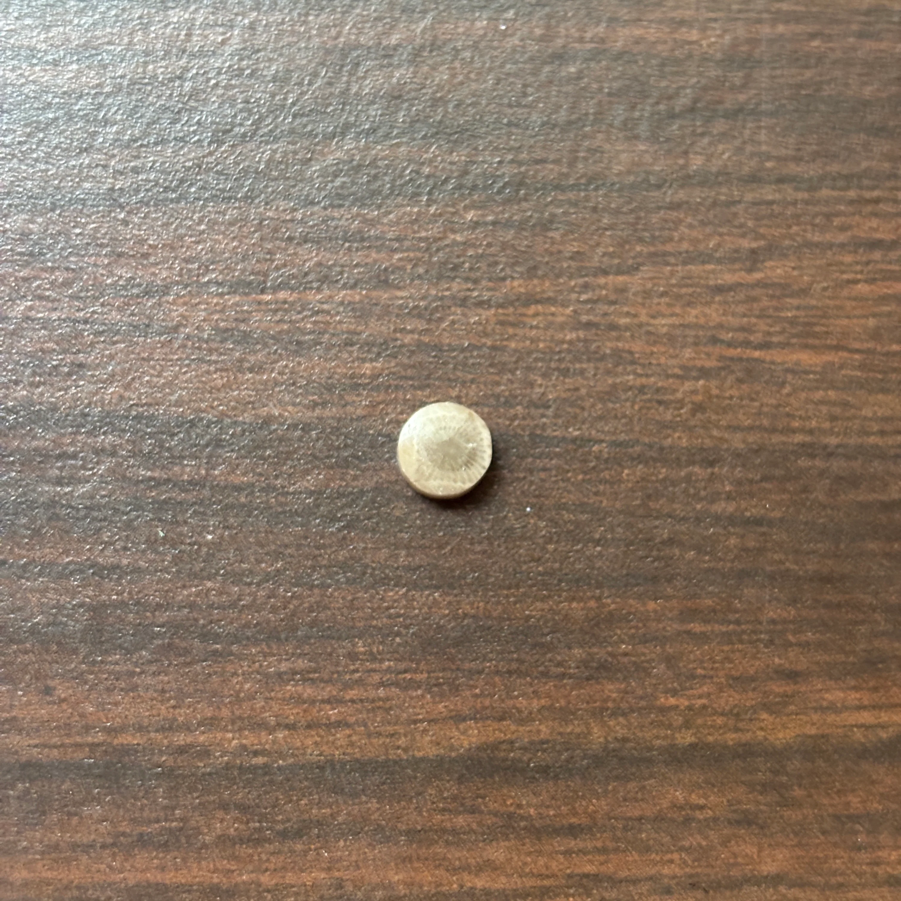 Petoskey Stone Cabochon 6mm Round - Image 5