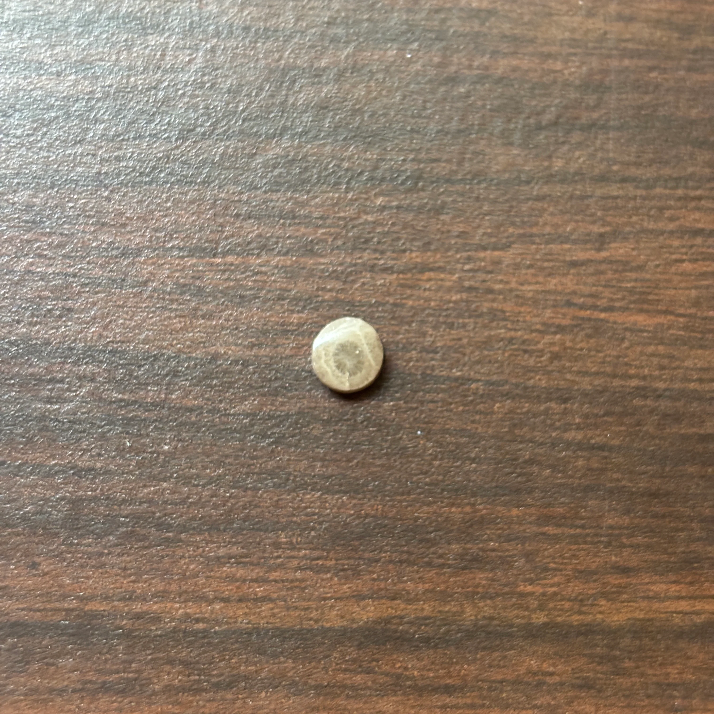 Petoskey Stone Cabochon 6mm Round - Image 6