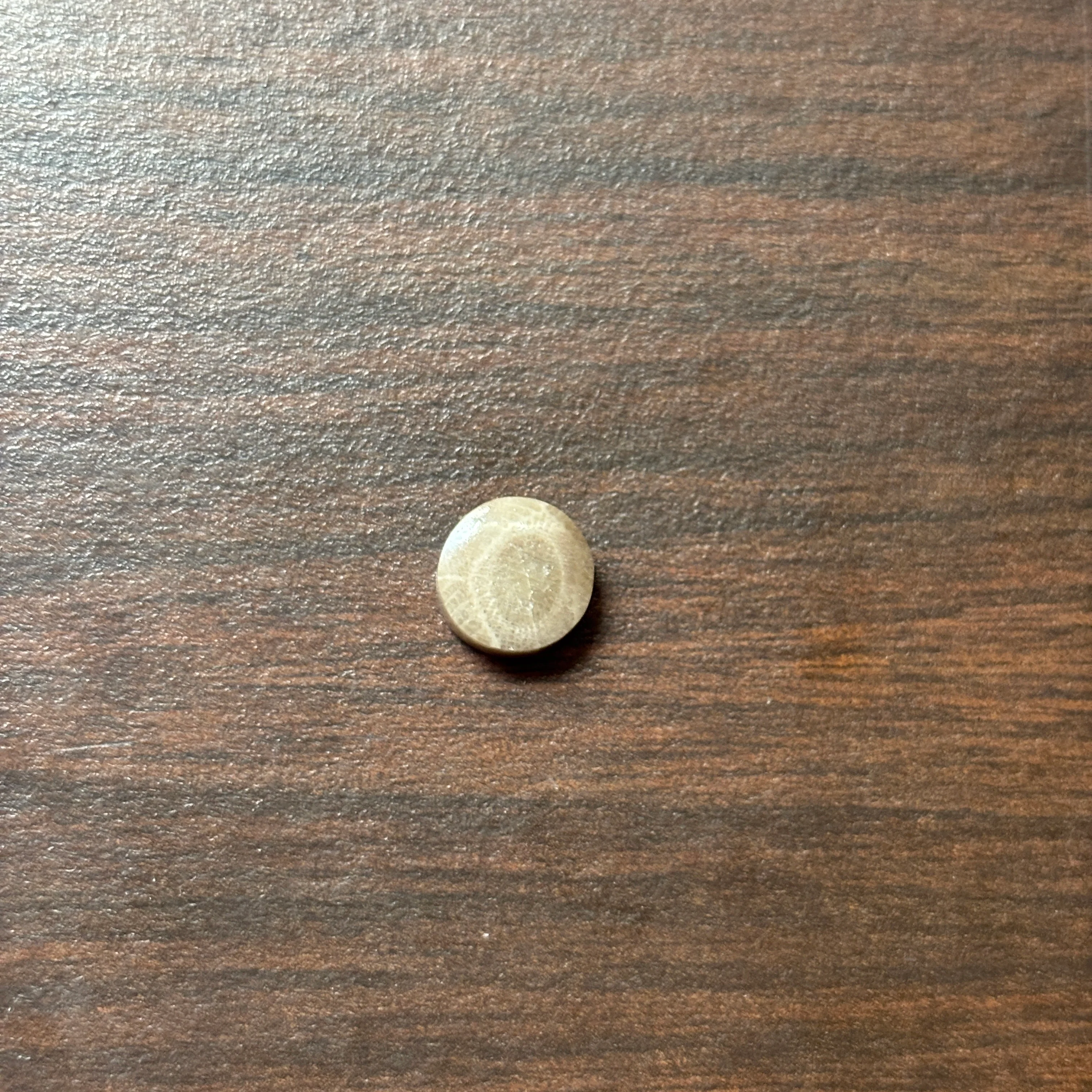 Petoskey Stone Cabochon 9mm Round - Image 4