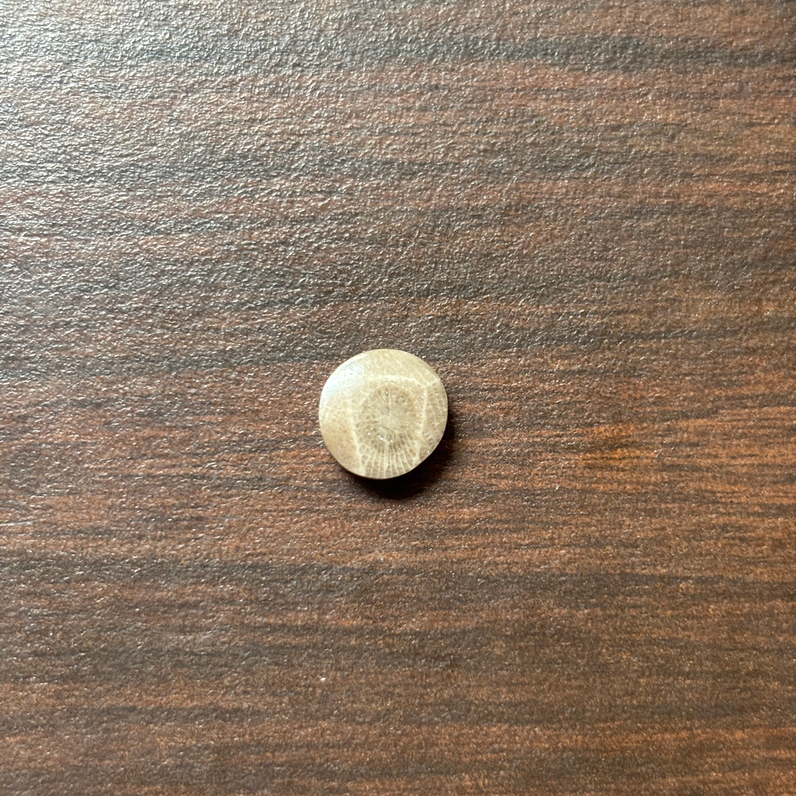 Petoskey Stone Cabochon 9mm Round - Image 5