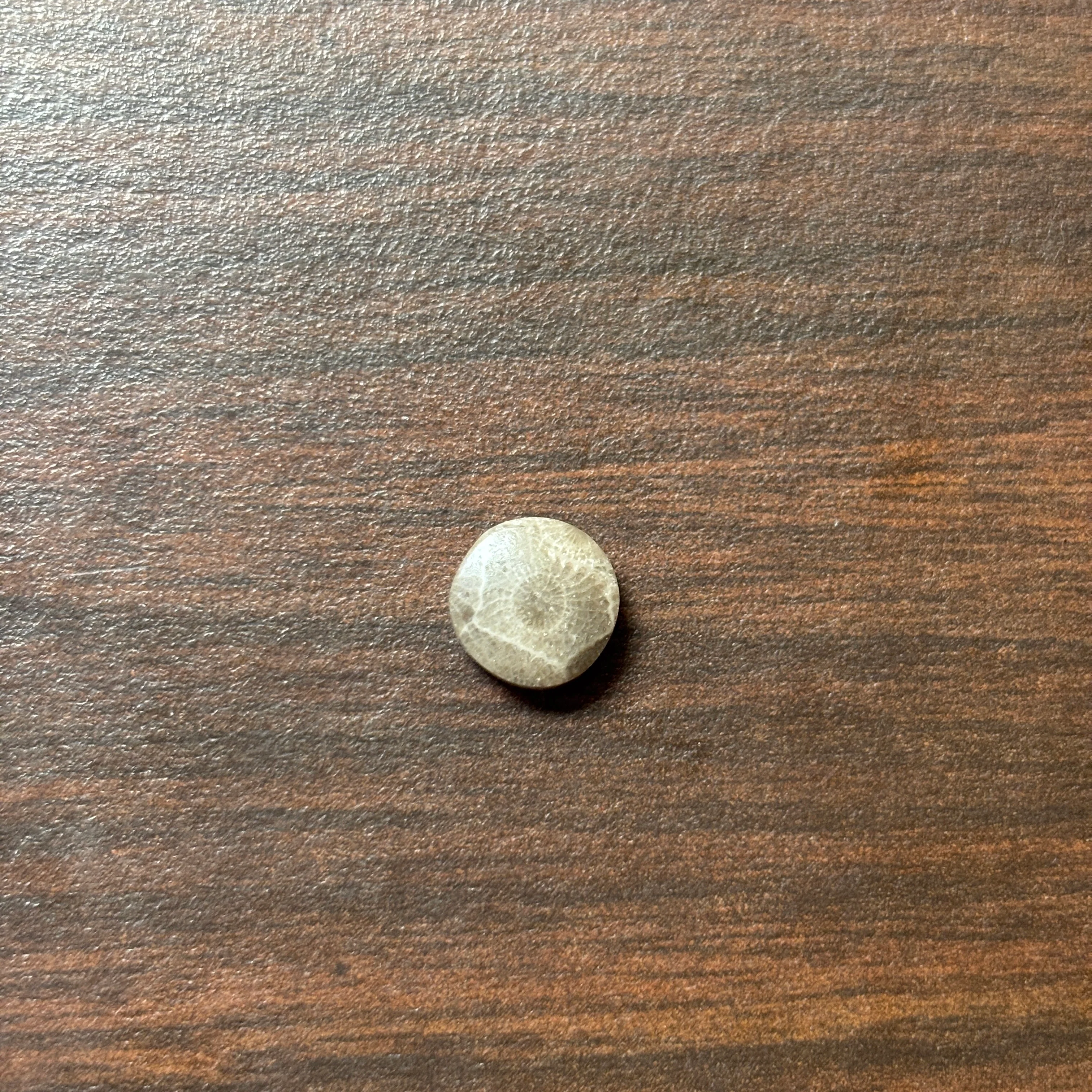 Petoskey Stone Cabochon 9mm Round - Image 8