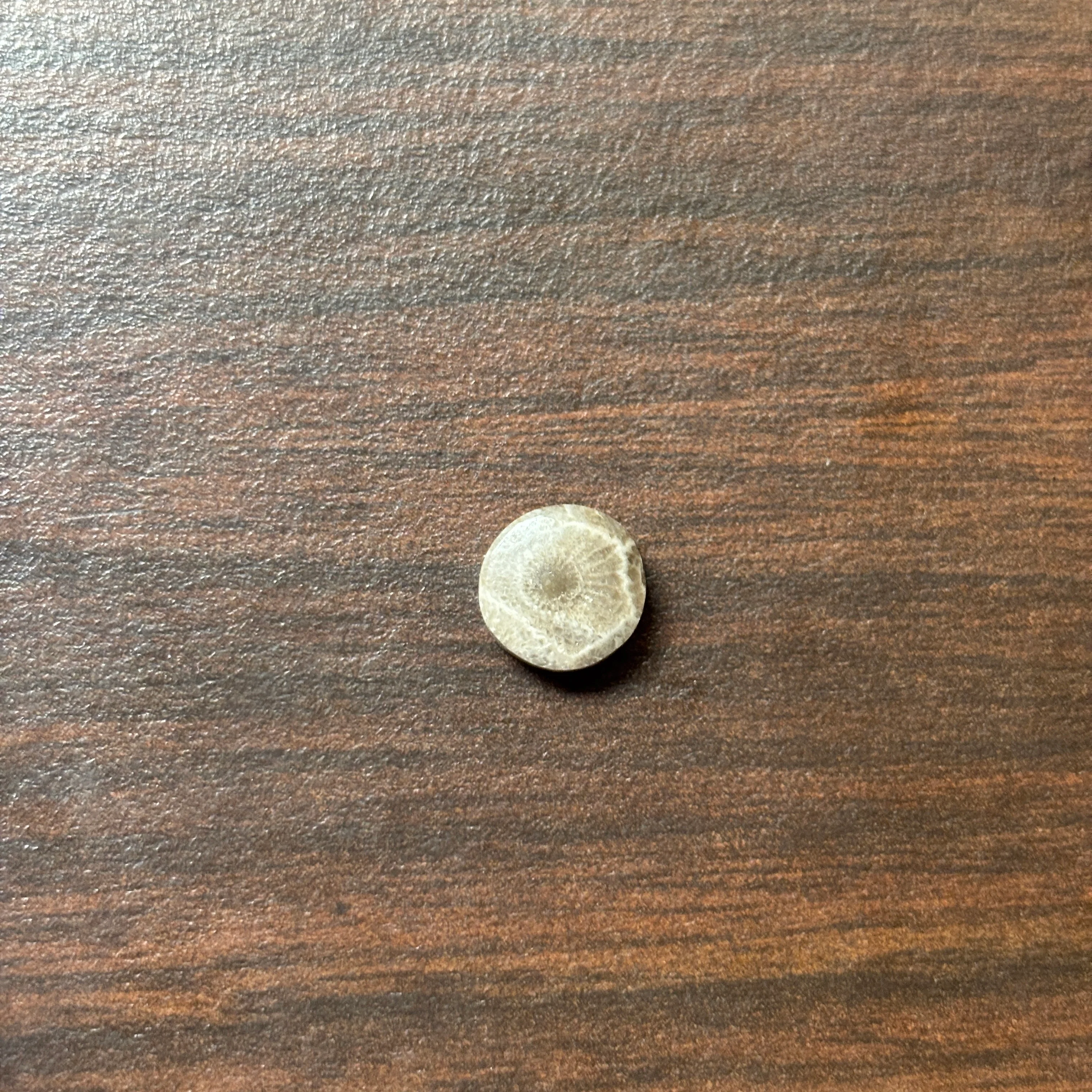 Petoskey Stone Cabochon 9mm Round - Image 9