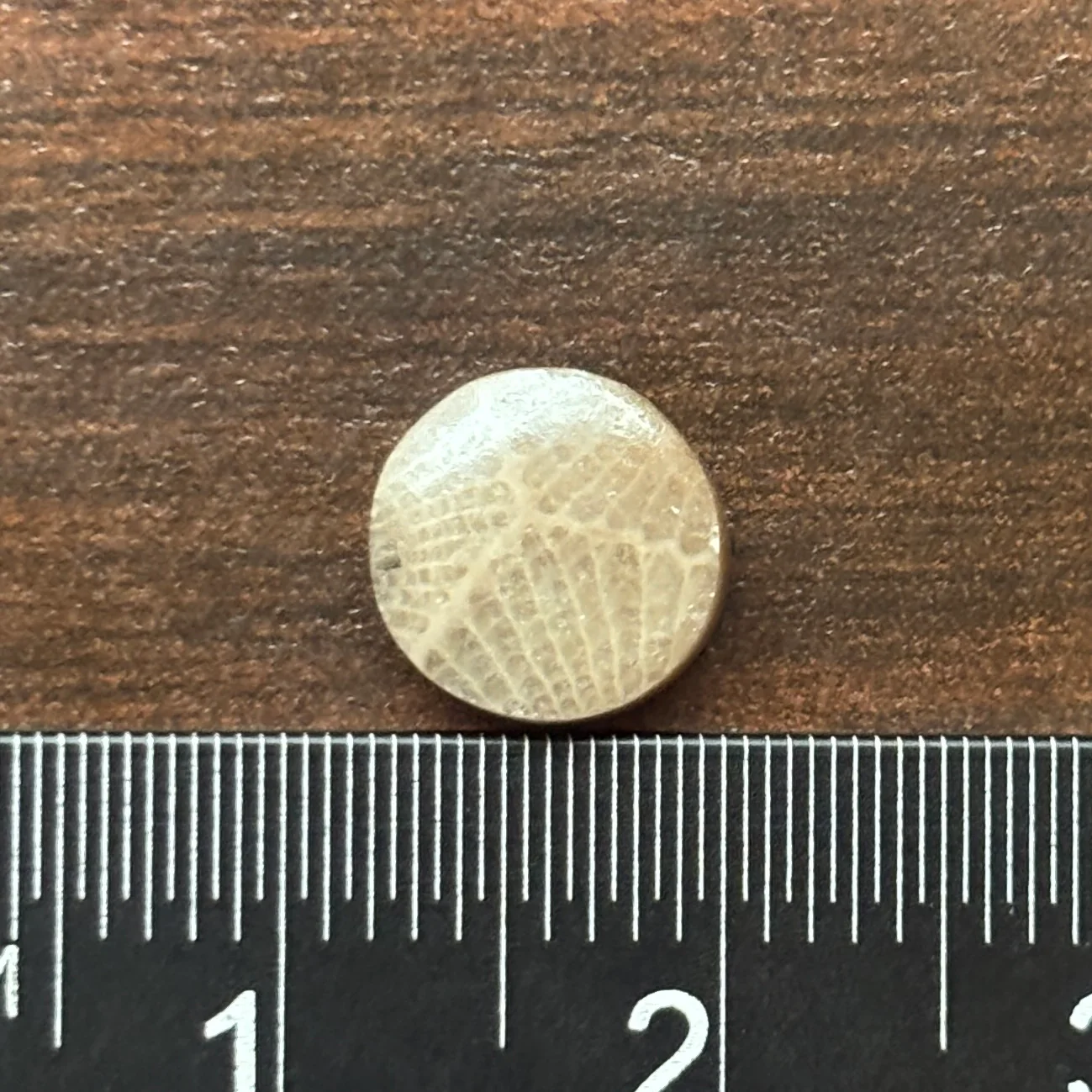 Petoskey Stone Cabochon 8mm Round - Image 3