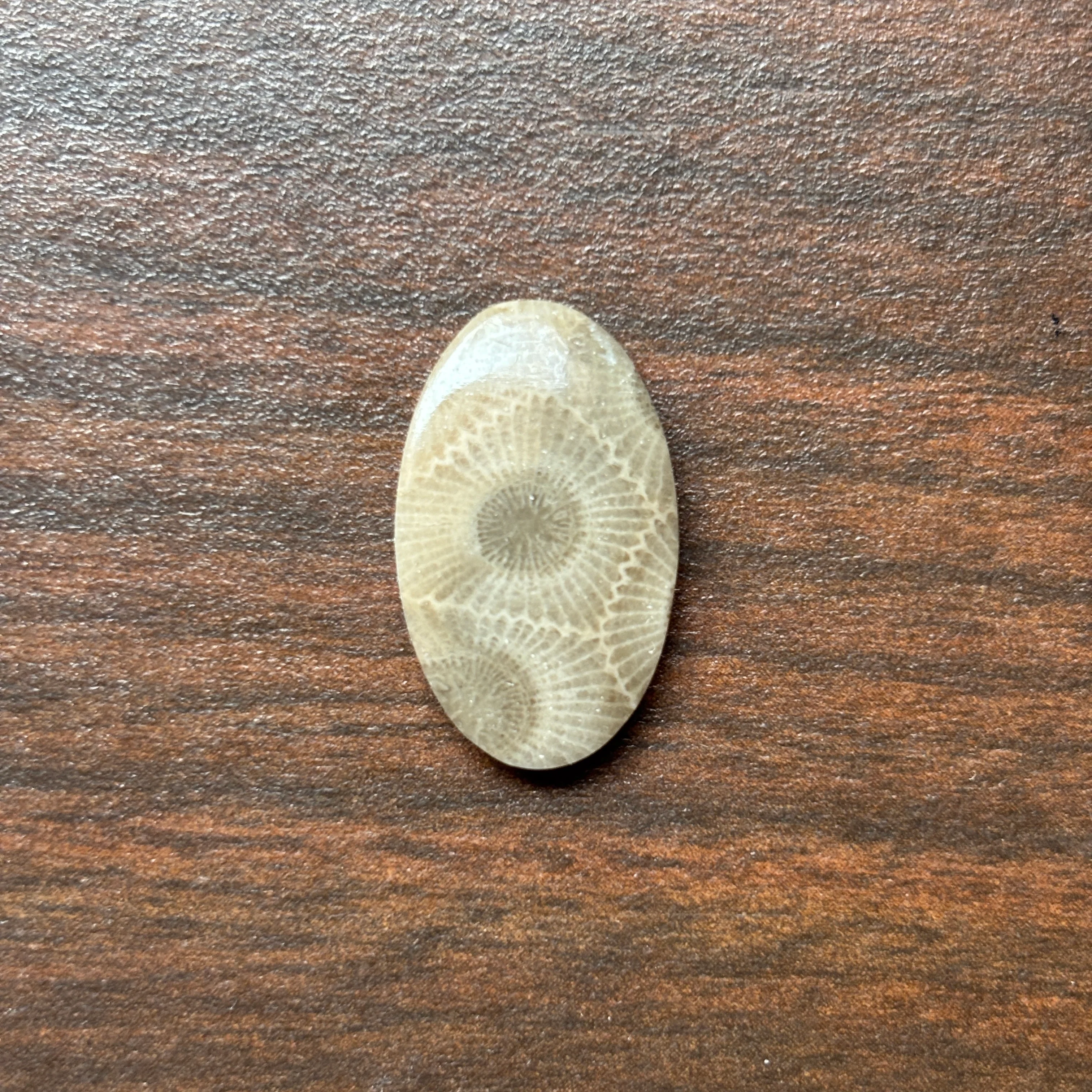 Petoskey Stone Cabochon 14mm x 24mm Oval - Image 10