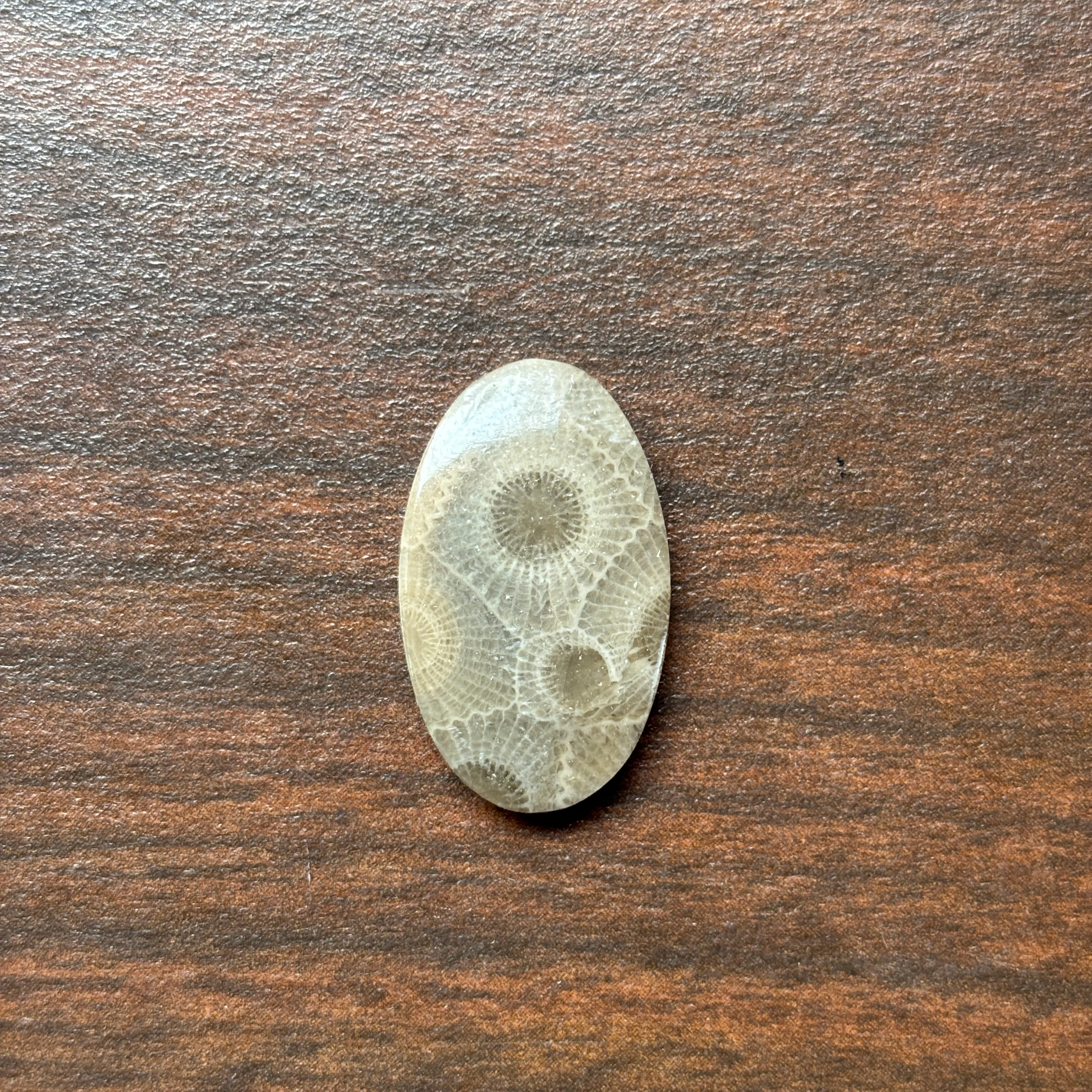 Petoskey Stone Cabochon 14mm x 24mm Oval - Image 11