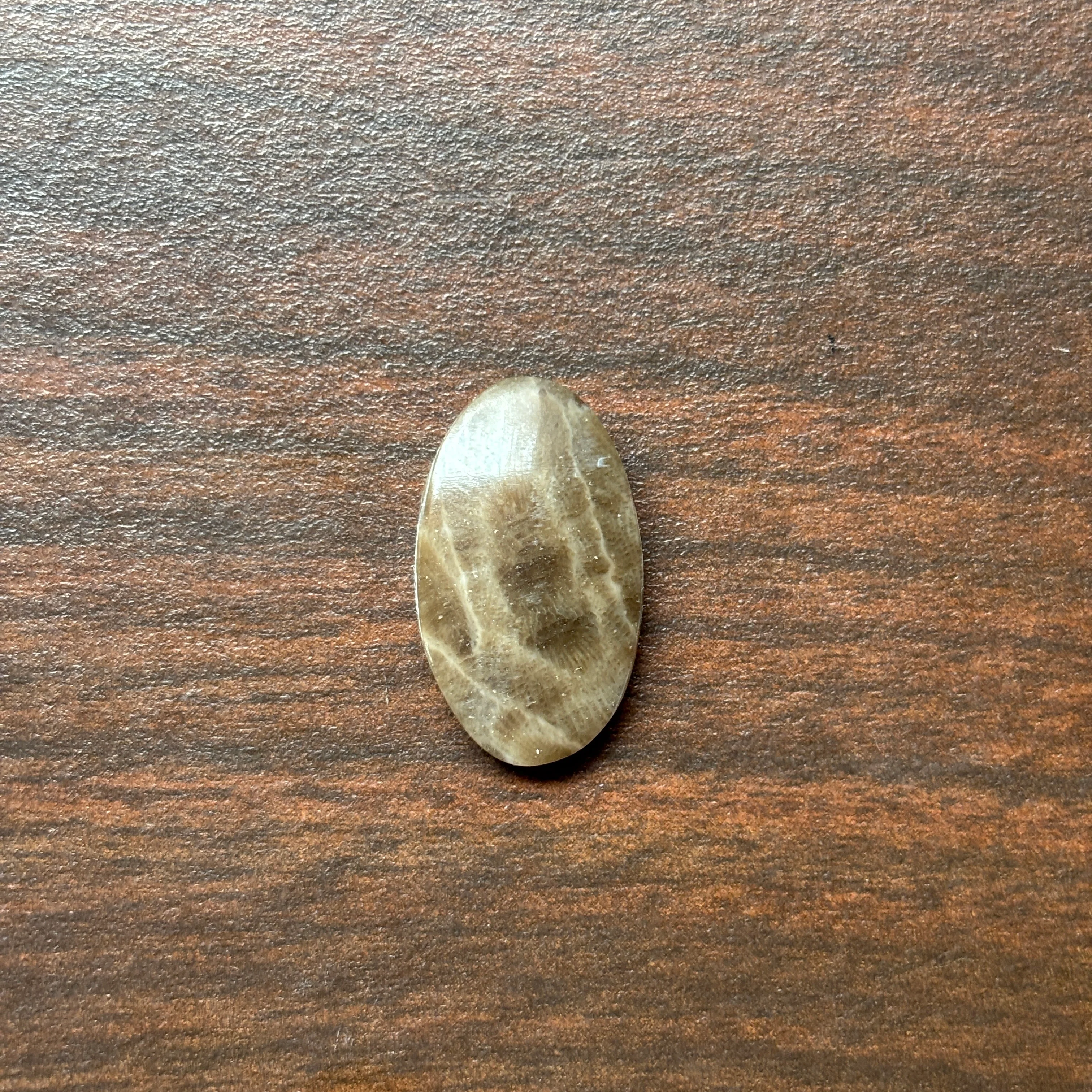 Petoskey Stone Cabochon 14mm x 24mm Oval - Image 12