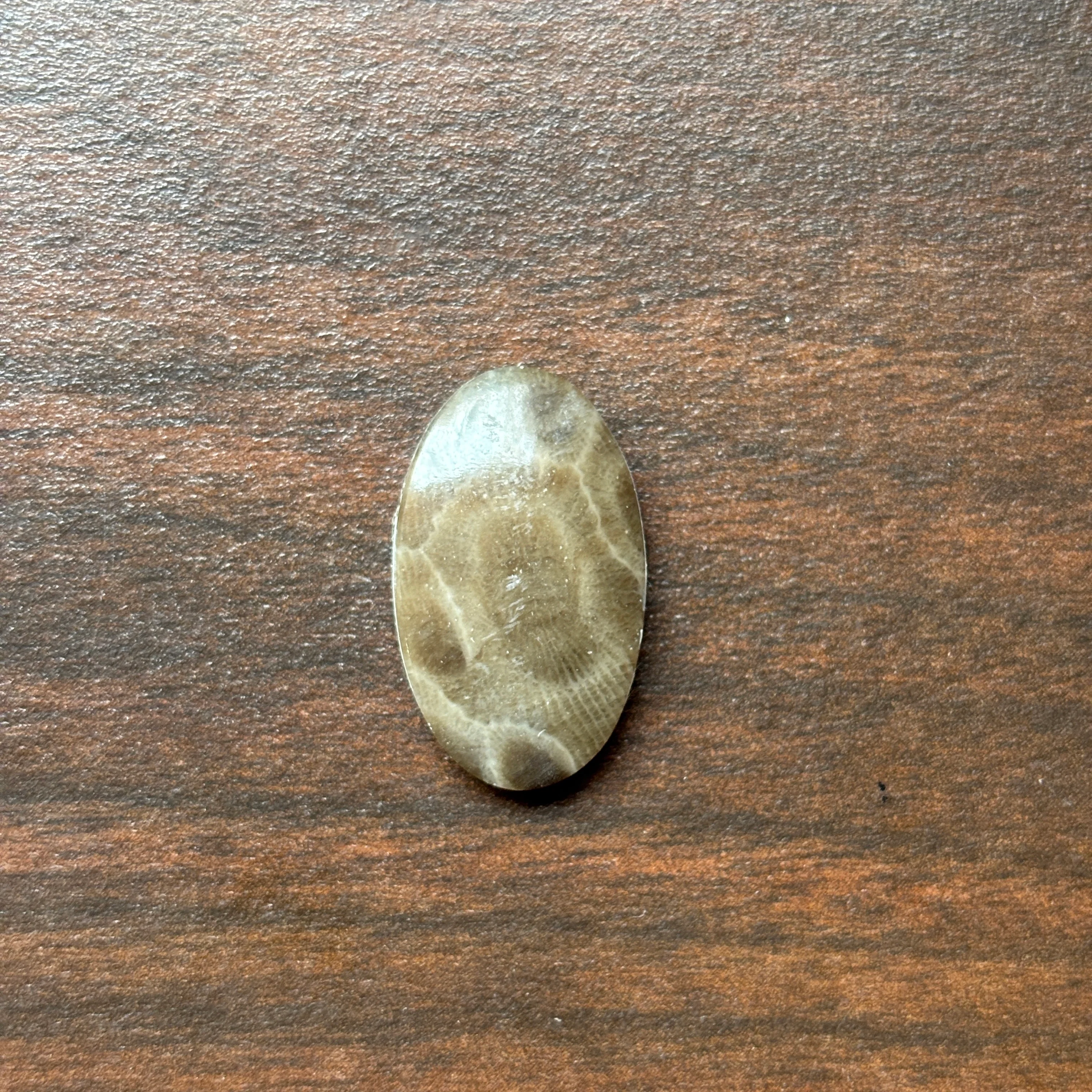 Petoskey Stone Cabochon 14mm x 24mm Oval - Image 13