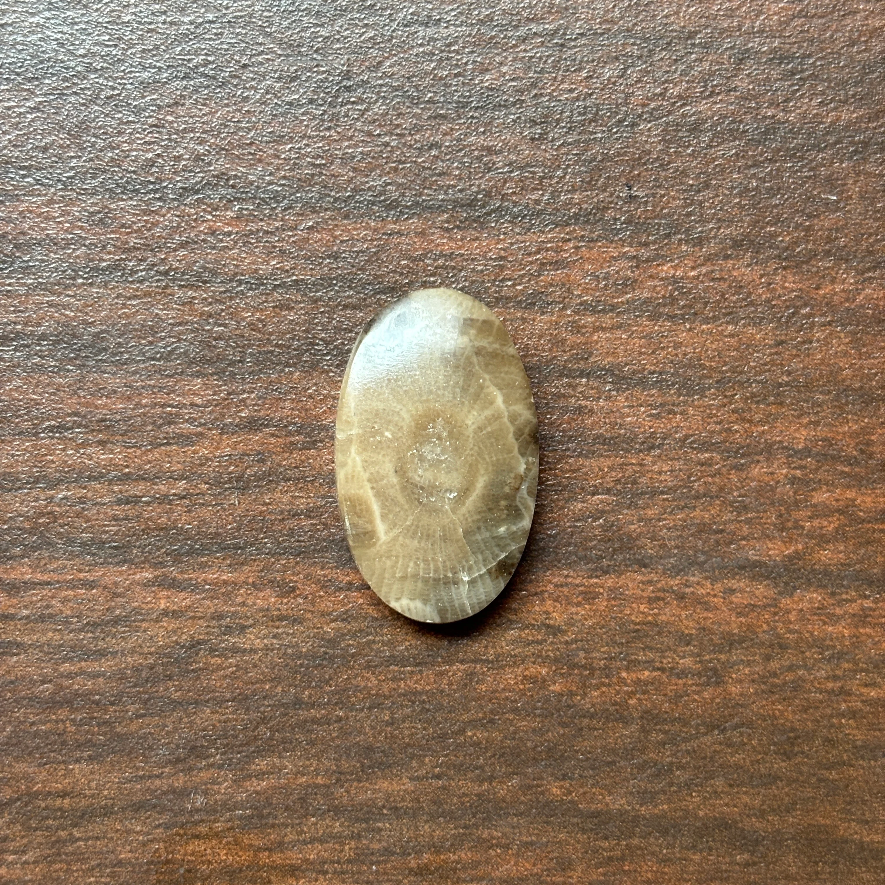 Petoskey Stone Cabochon 14mm x 24mm Oval - Image 14