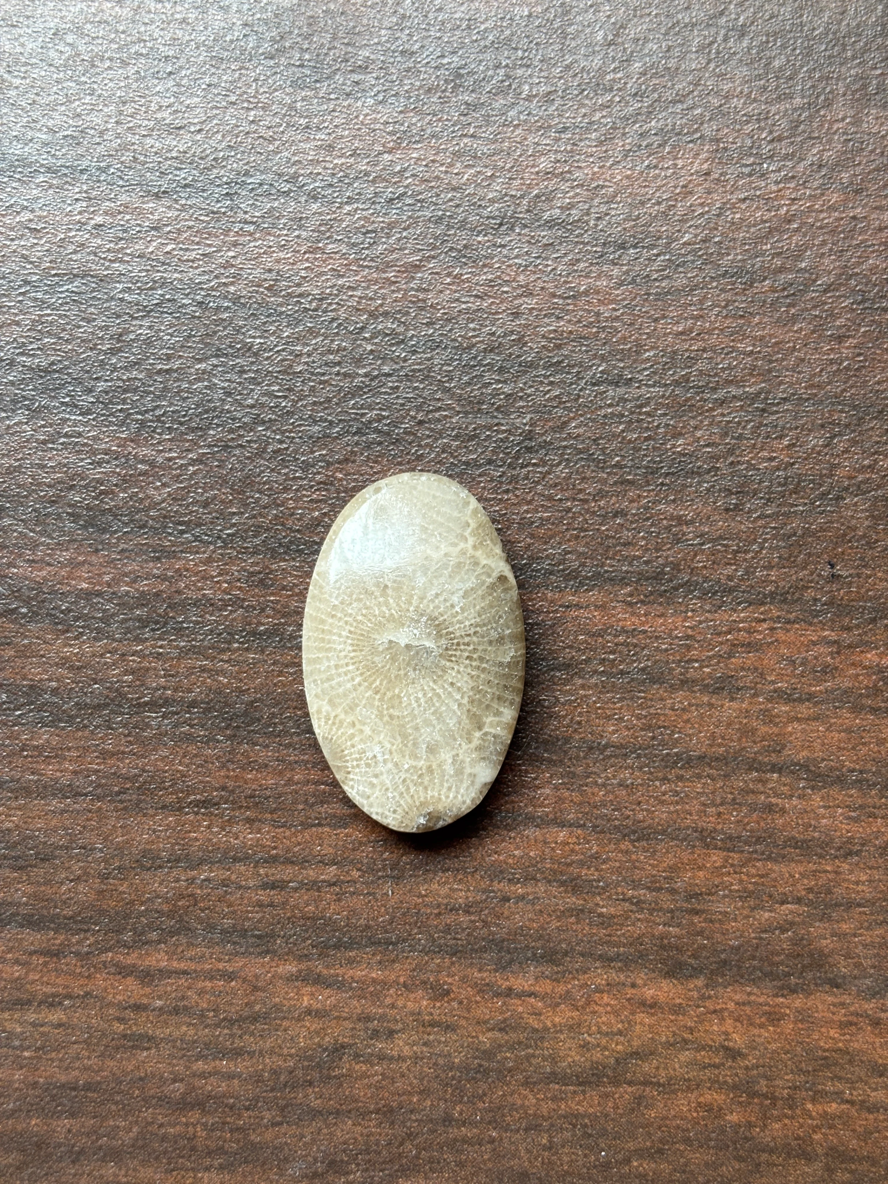 Petoskey Stone Cabochon 14mm x 24mm Oval - Image 4