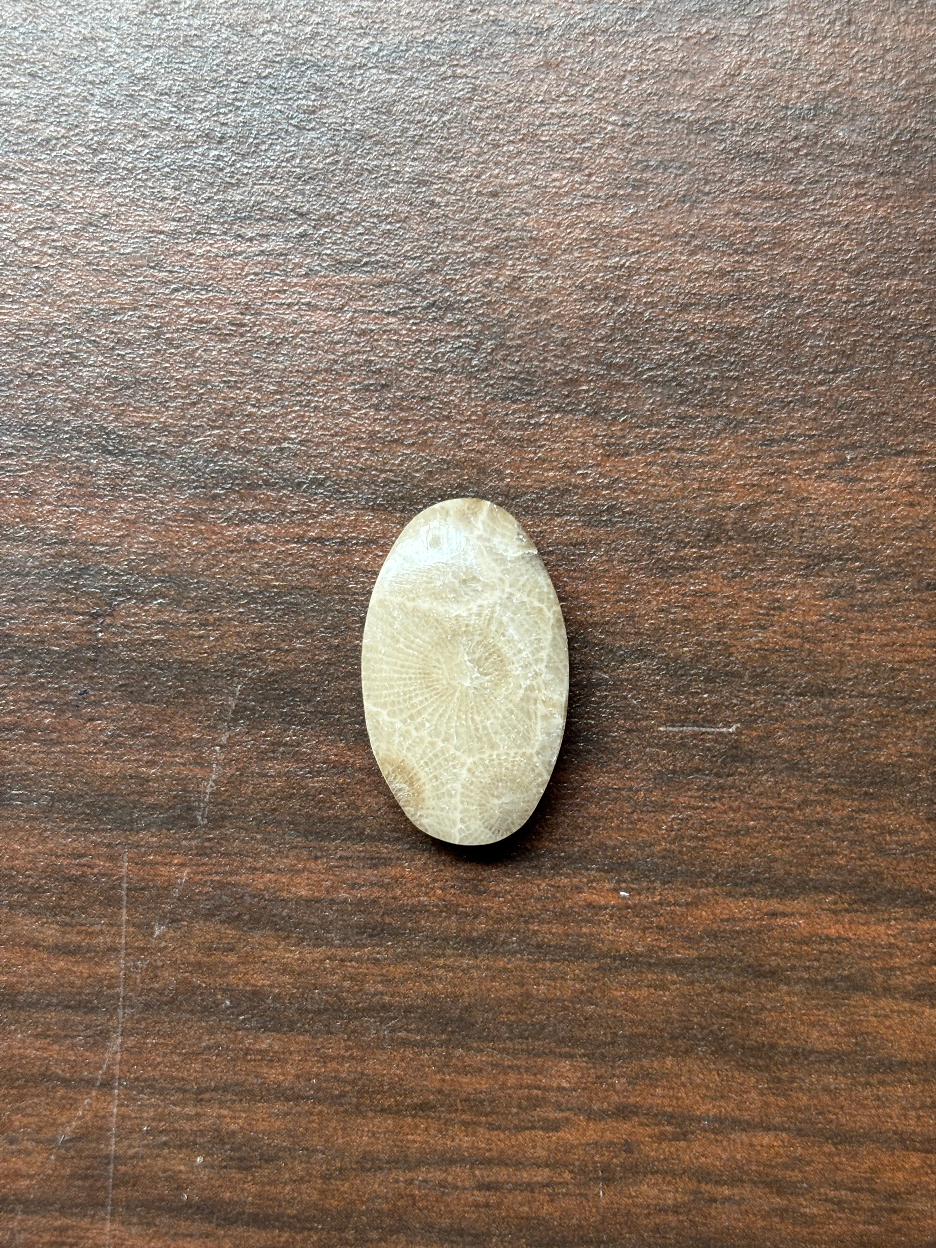Petoskey Stone Cabochon 14mm x 24mm Oval - Image 5