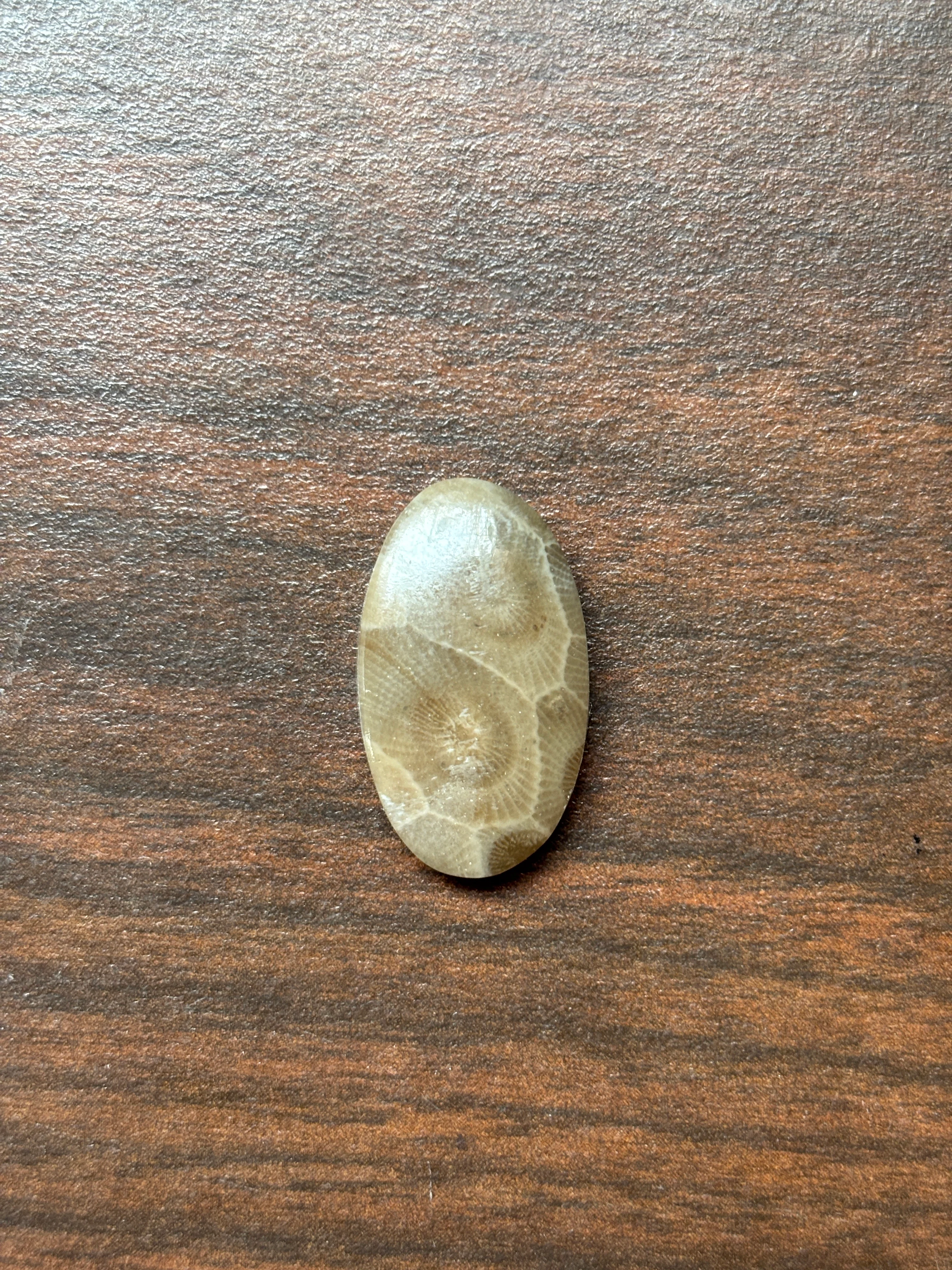 Petoskey Stone Cabochon 14mm x 24mm Oval - Image 6