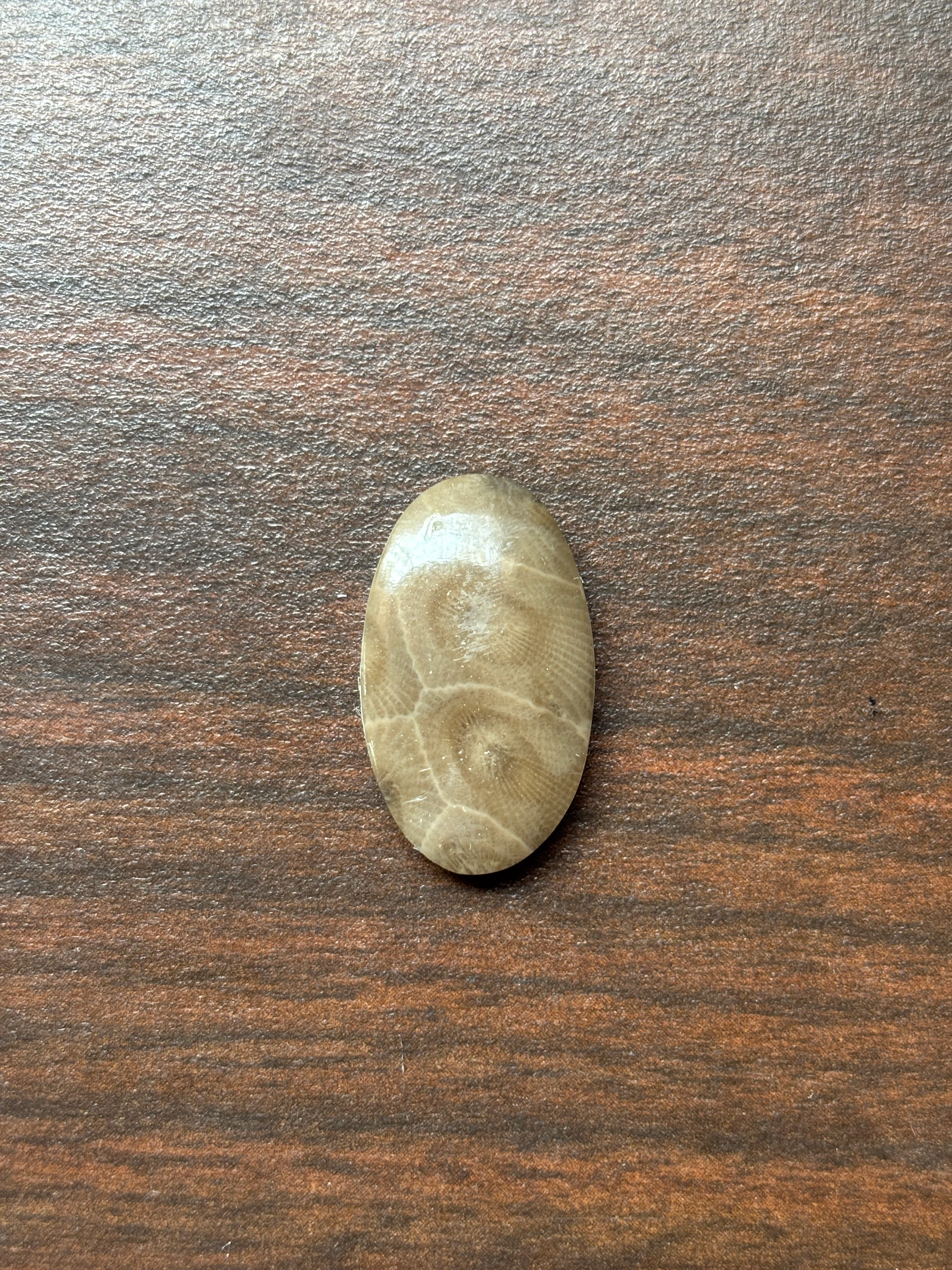 Petoskey Stone Cabochon 14mm x 24mm Oval - Image 7