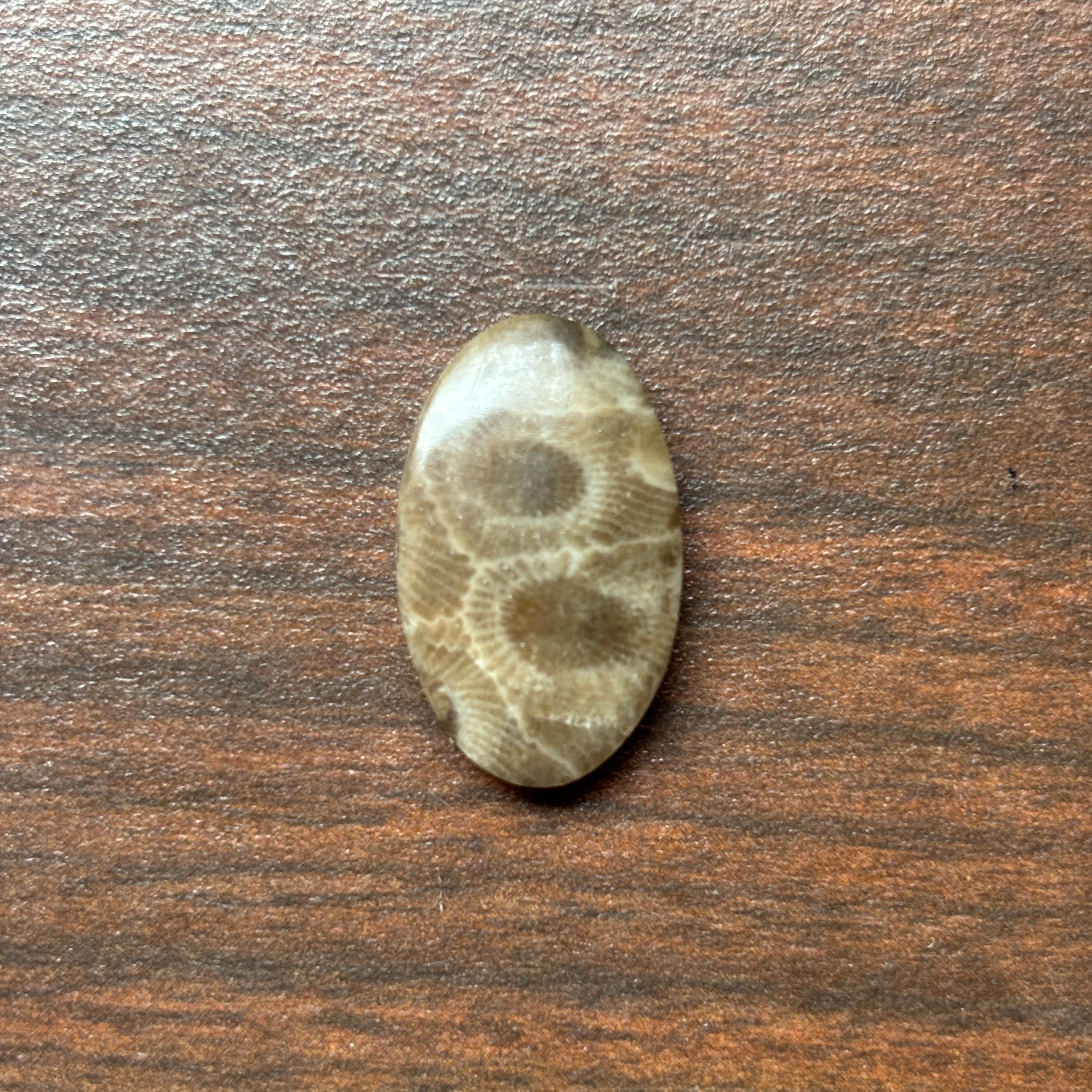 Petoskey Stone Cabochon 14mm x 24mm Oval - Image 8