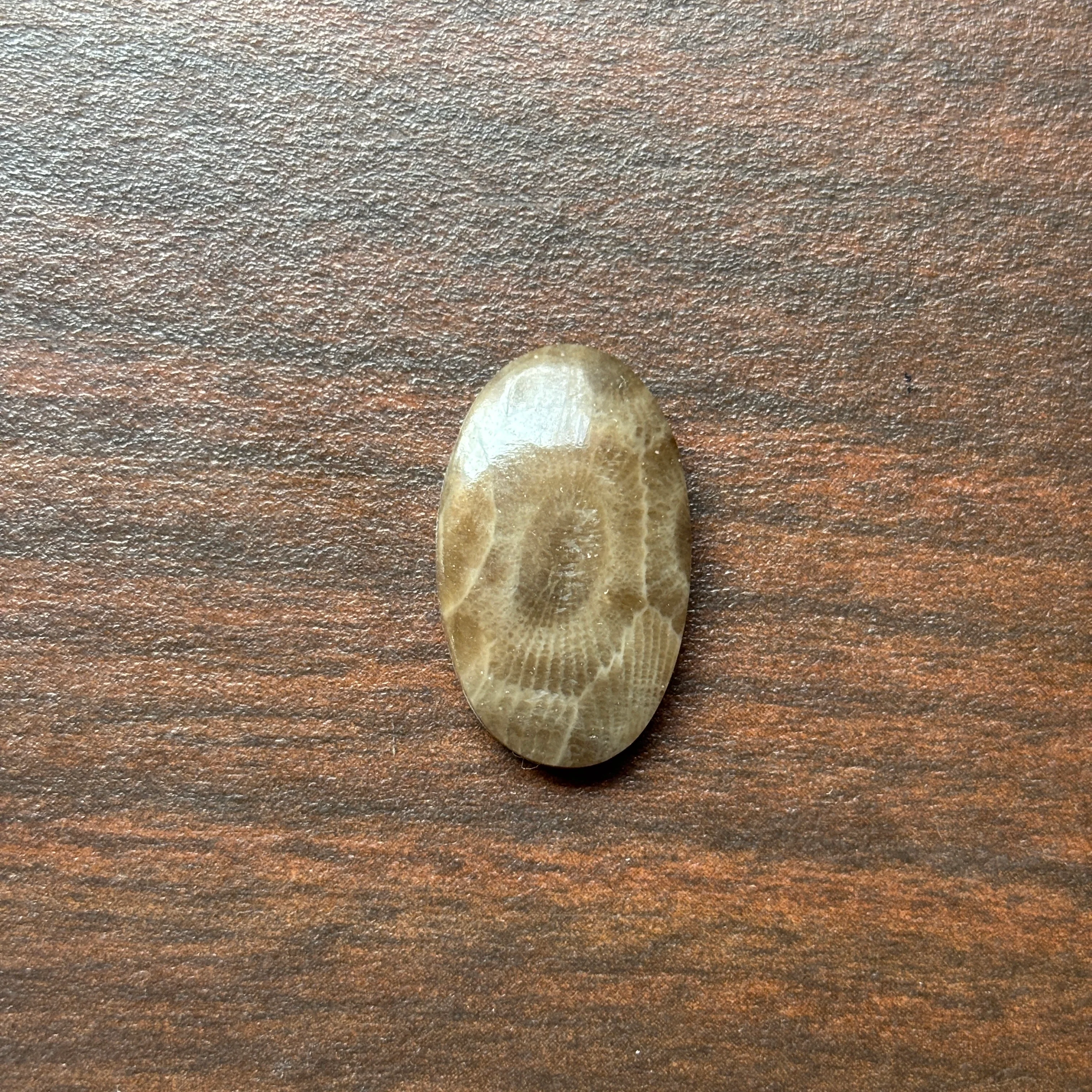 Petoskey Stone Cabochon 14mm x 24mm Oval - Image 9