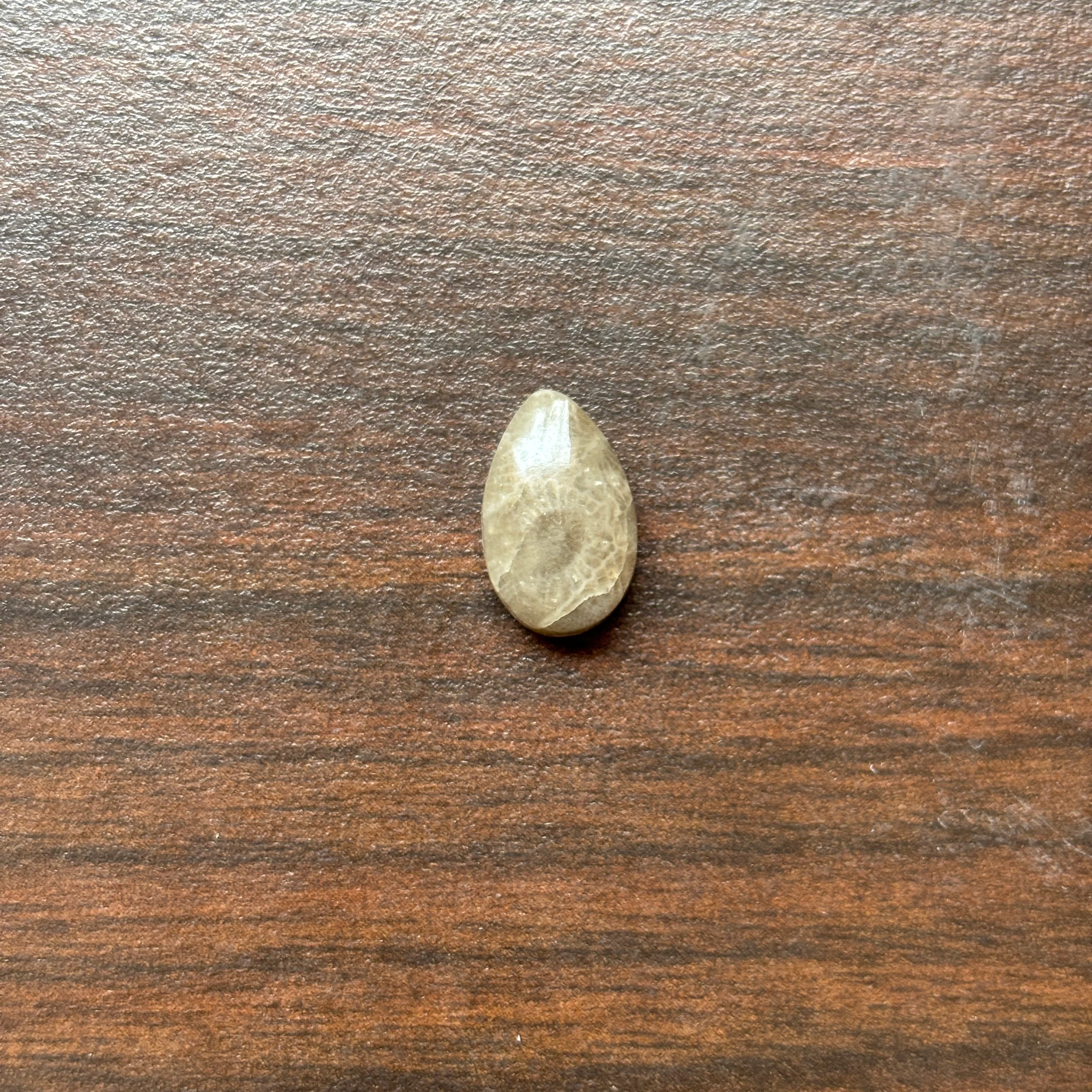 Petoskey Stone Cabochon 8mm x 12mm Teardrop - Image 3