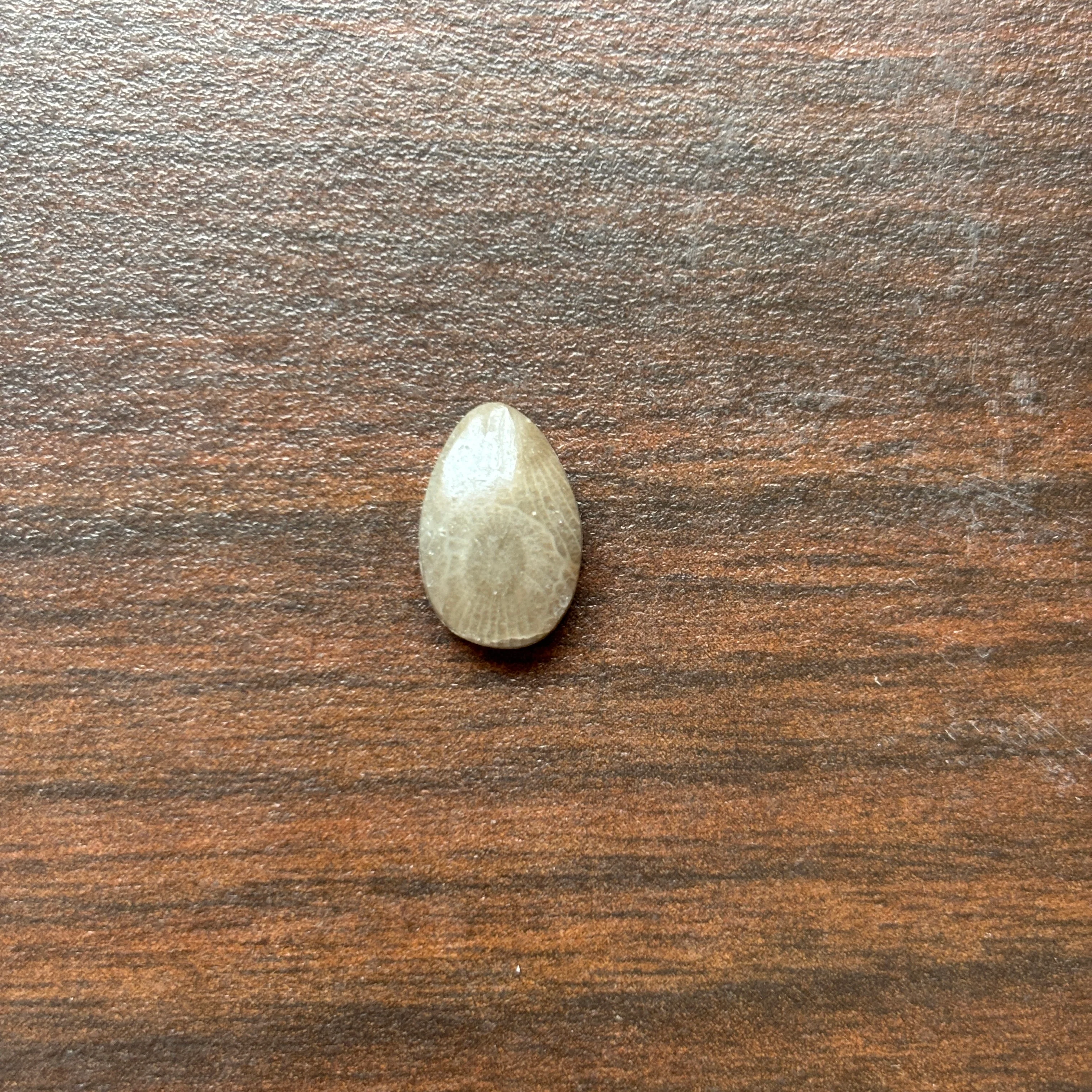 Petoskey Stone Cabochon 8mm x 12mm Teardrop - Image 4